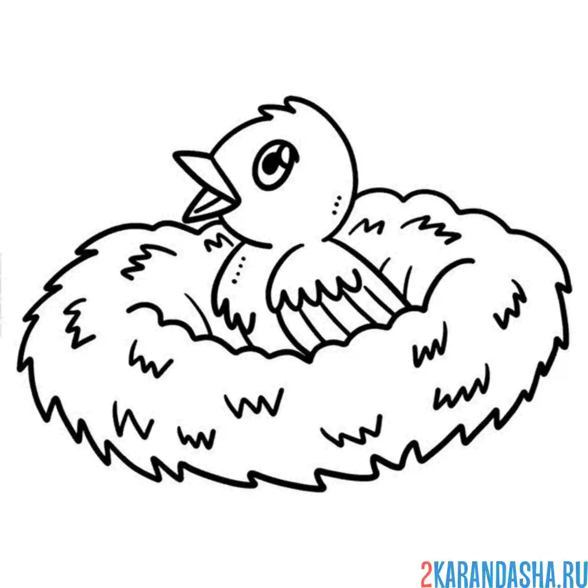 Раскраска птенчик в гнезде