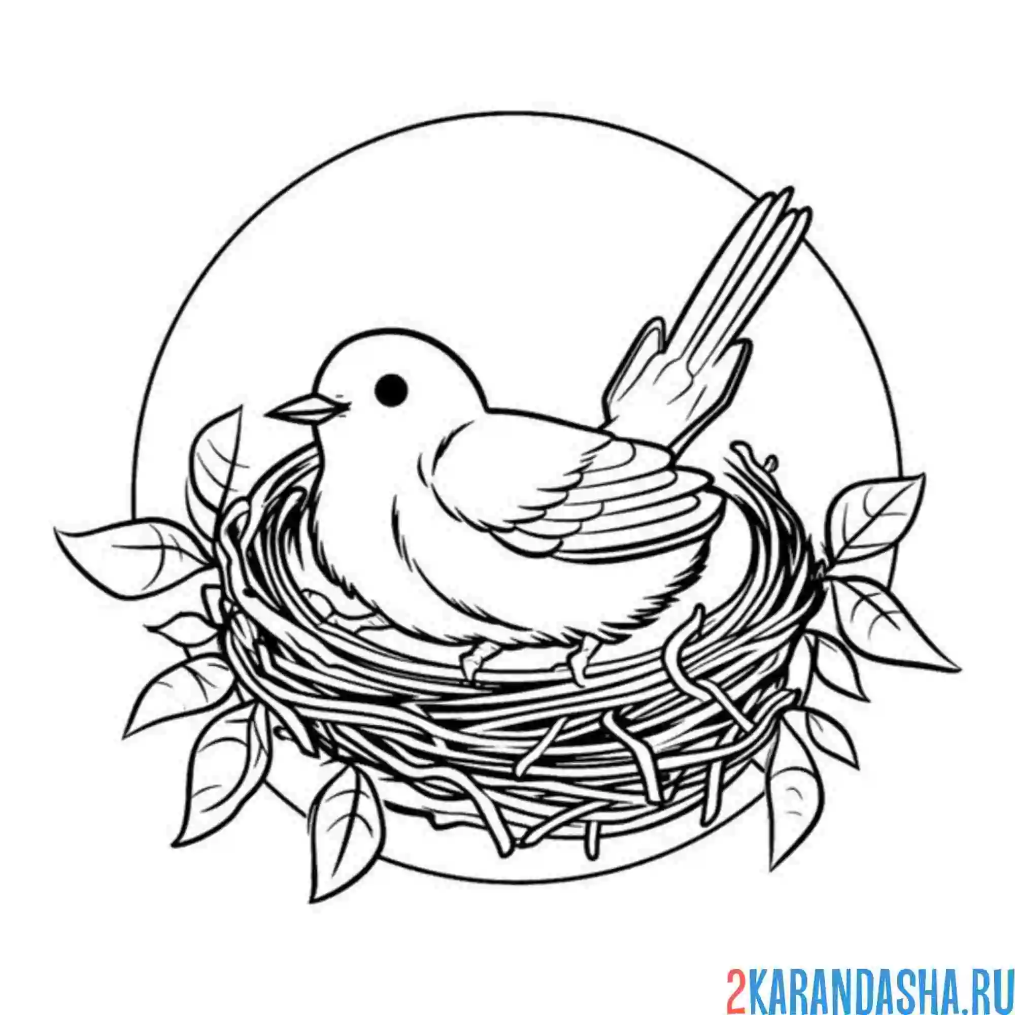 Раскраска птичка высиживает яйцо в гнезде