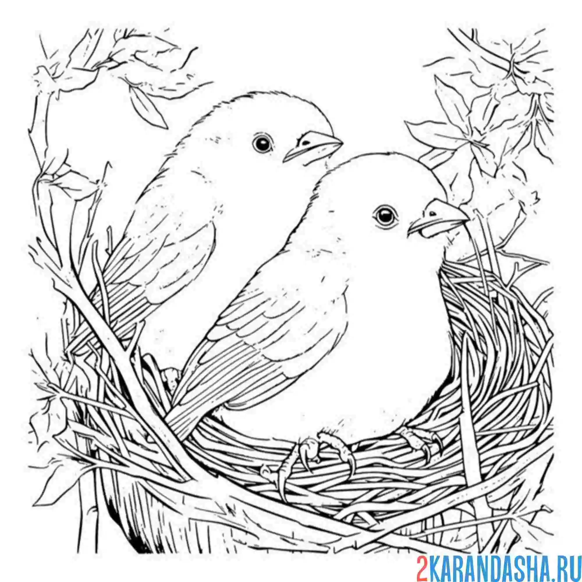 Раскраска две птички в гнезде