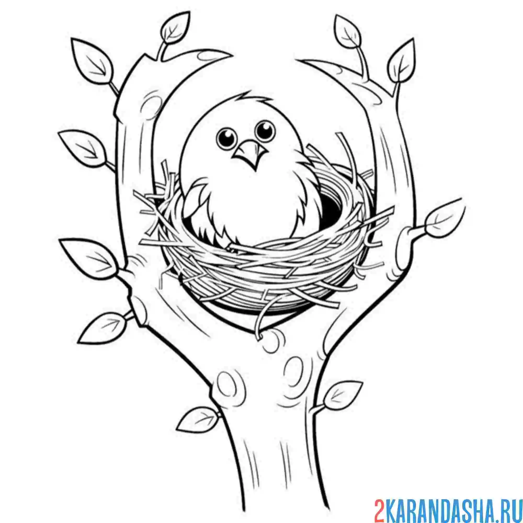 Раскраска смешной птенчик в гнезде