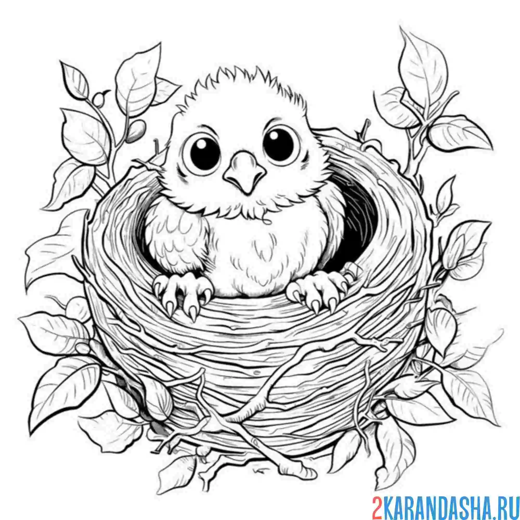 Раскраска глубокое гнездо