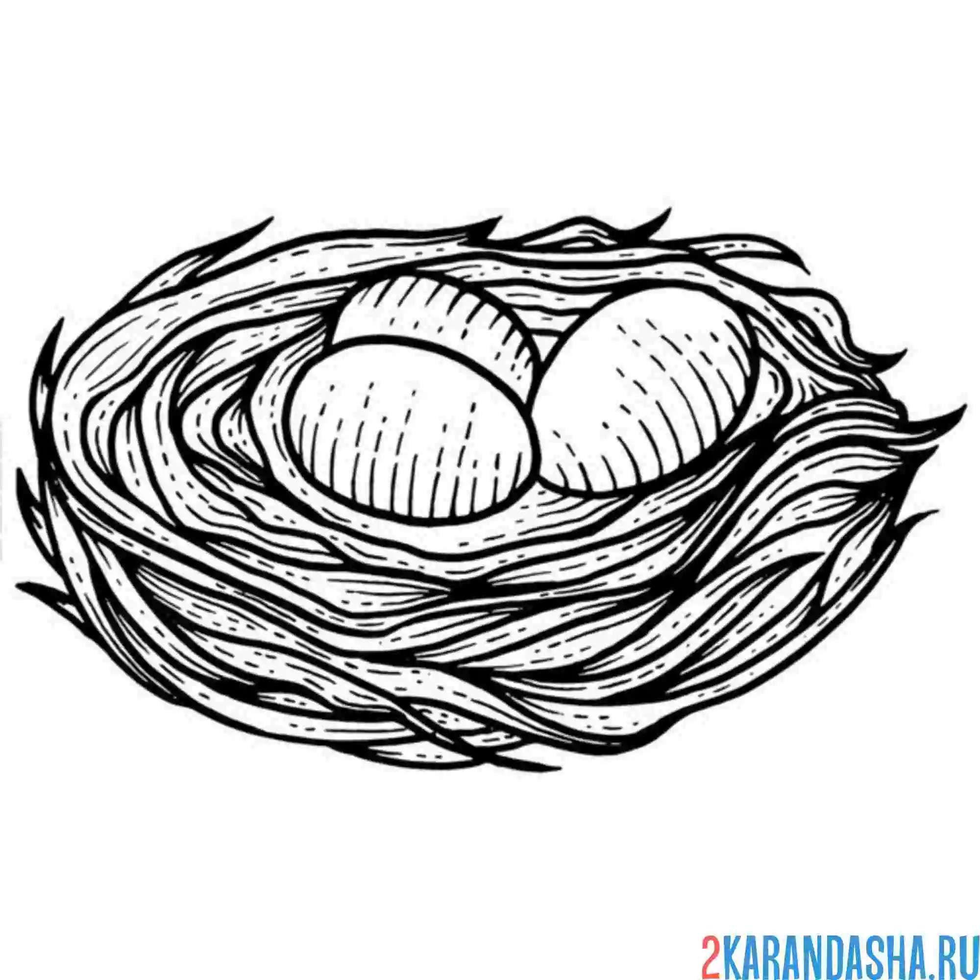 Раскраска в гнезде яйца