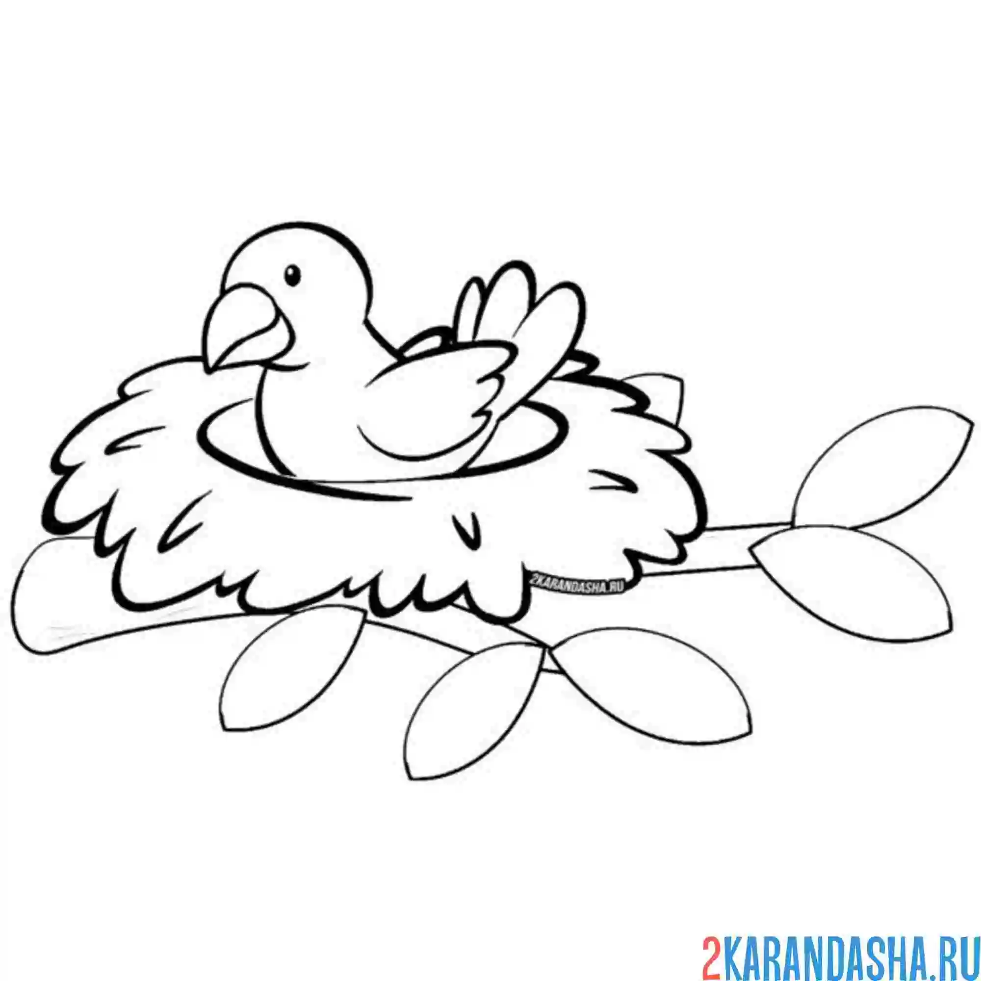 Раскраска гнездо на ветке дерева