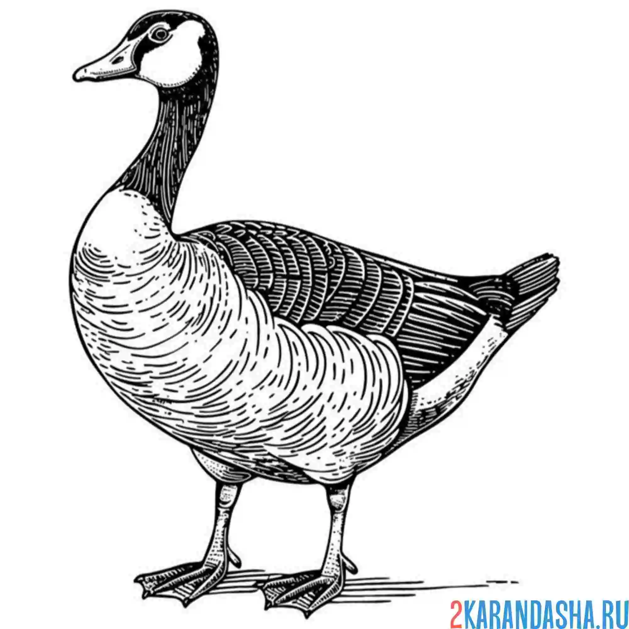 Раскраска гусь птица
