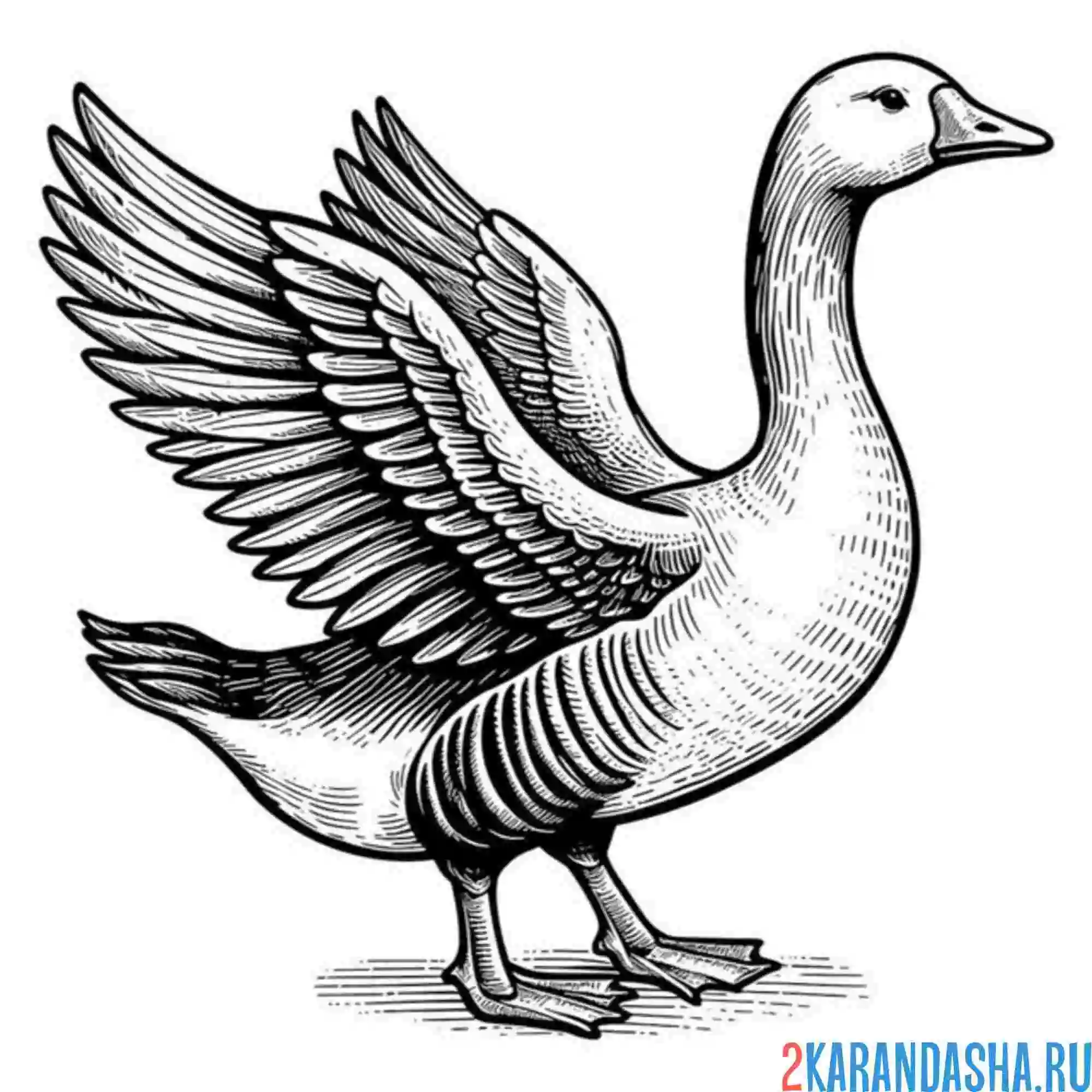 Раскраска гусь возмущен