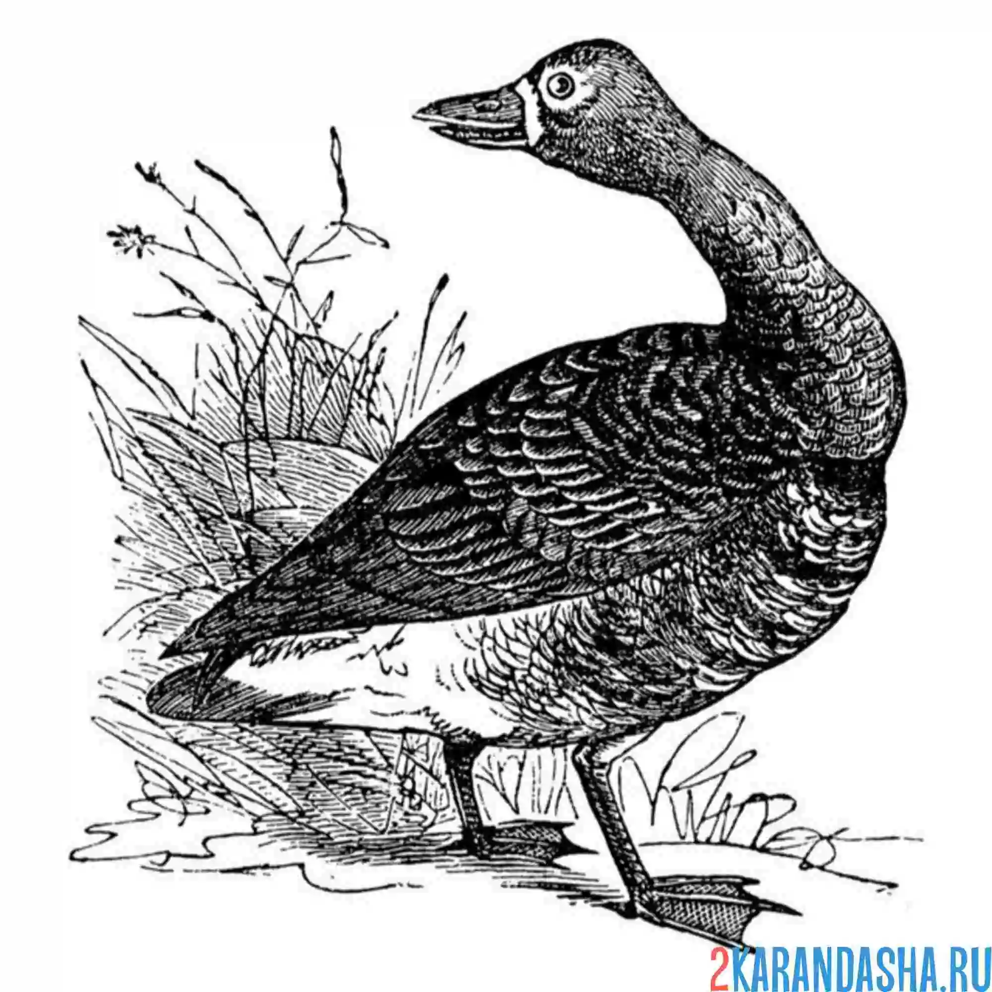 Раскраска гусь в траве