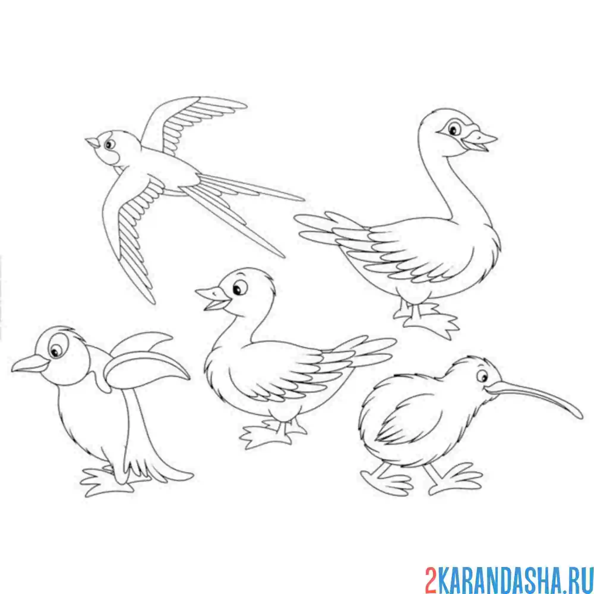 Раскраска гусь, ласточка, пингвин, киви