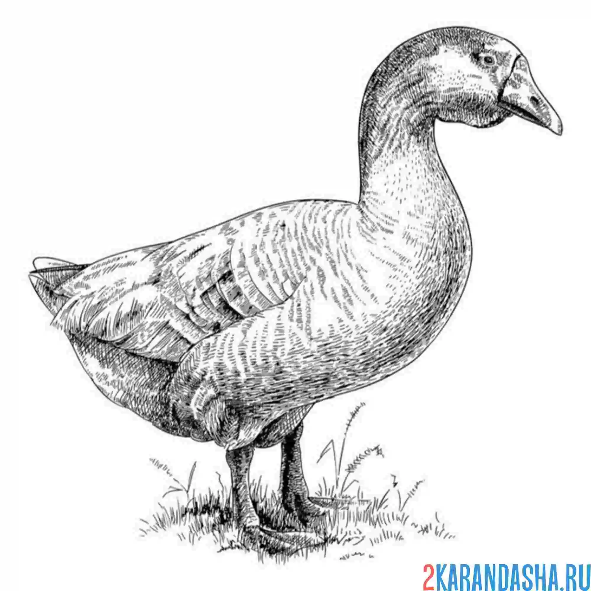Раскраска гусь настоящий