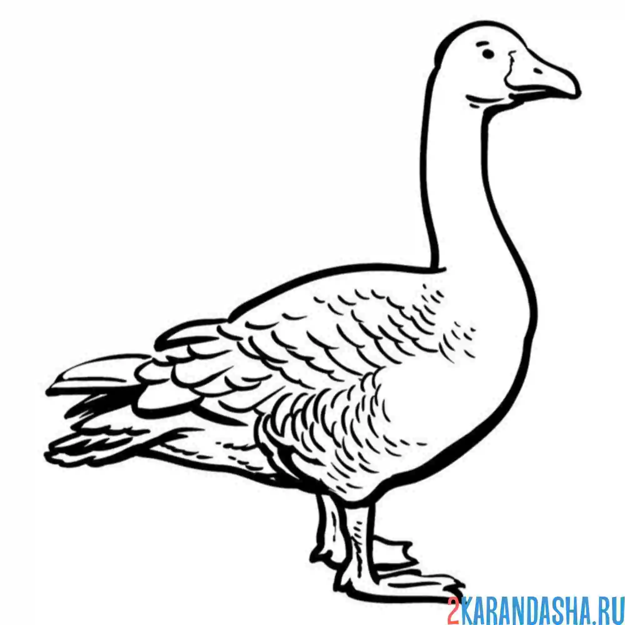Раскраска гусь сбоку
