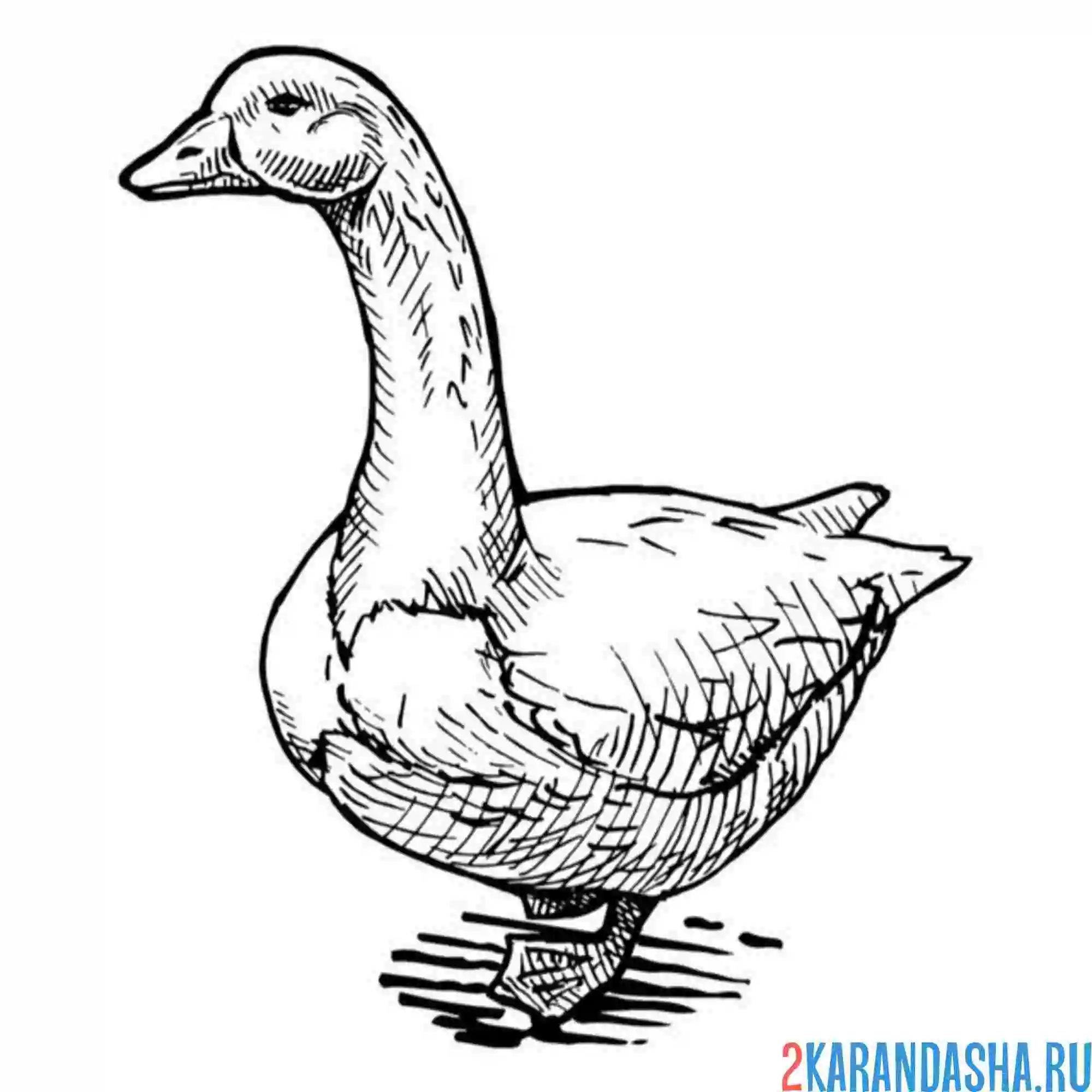 Раскраска гусь гялет