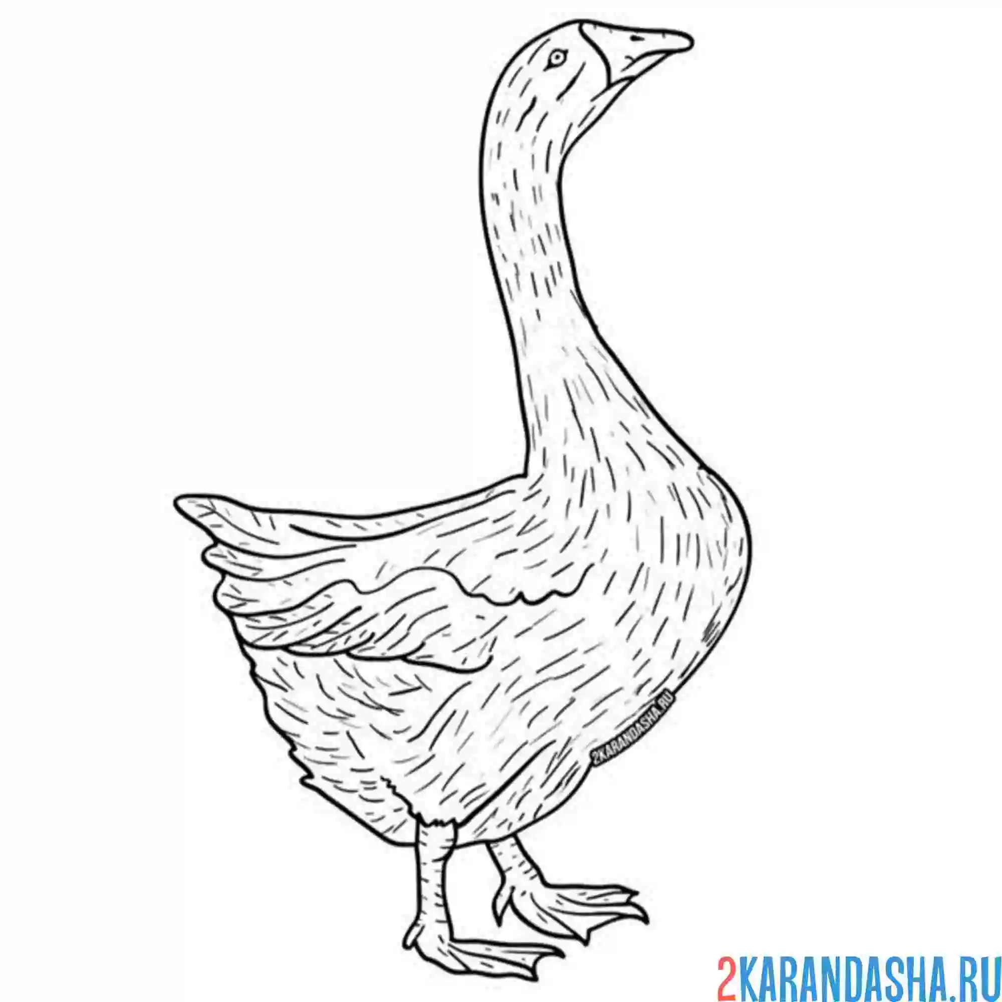 Раскраска гусыня гусь