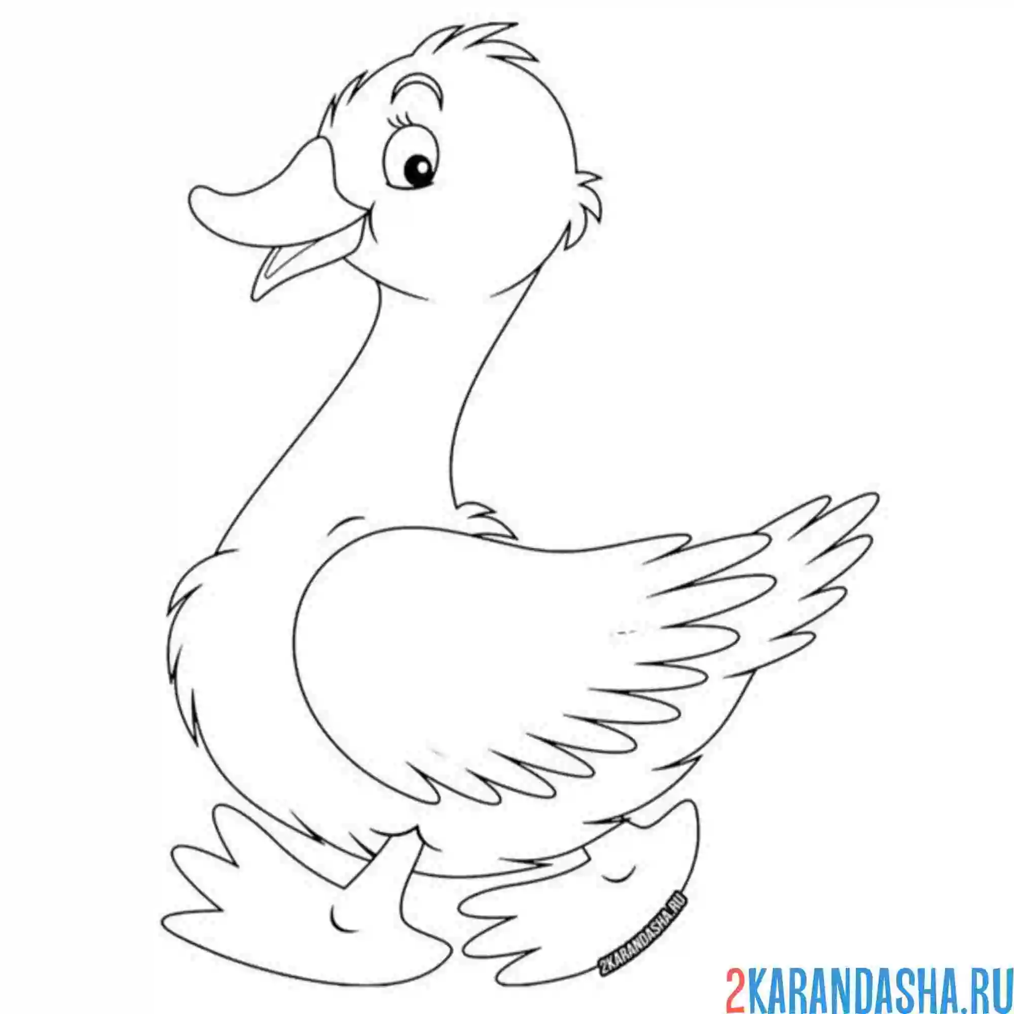 Раскраска красивый гусь