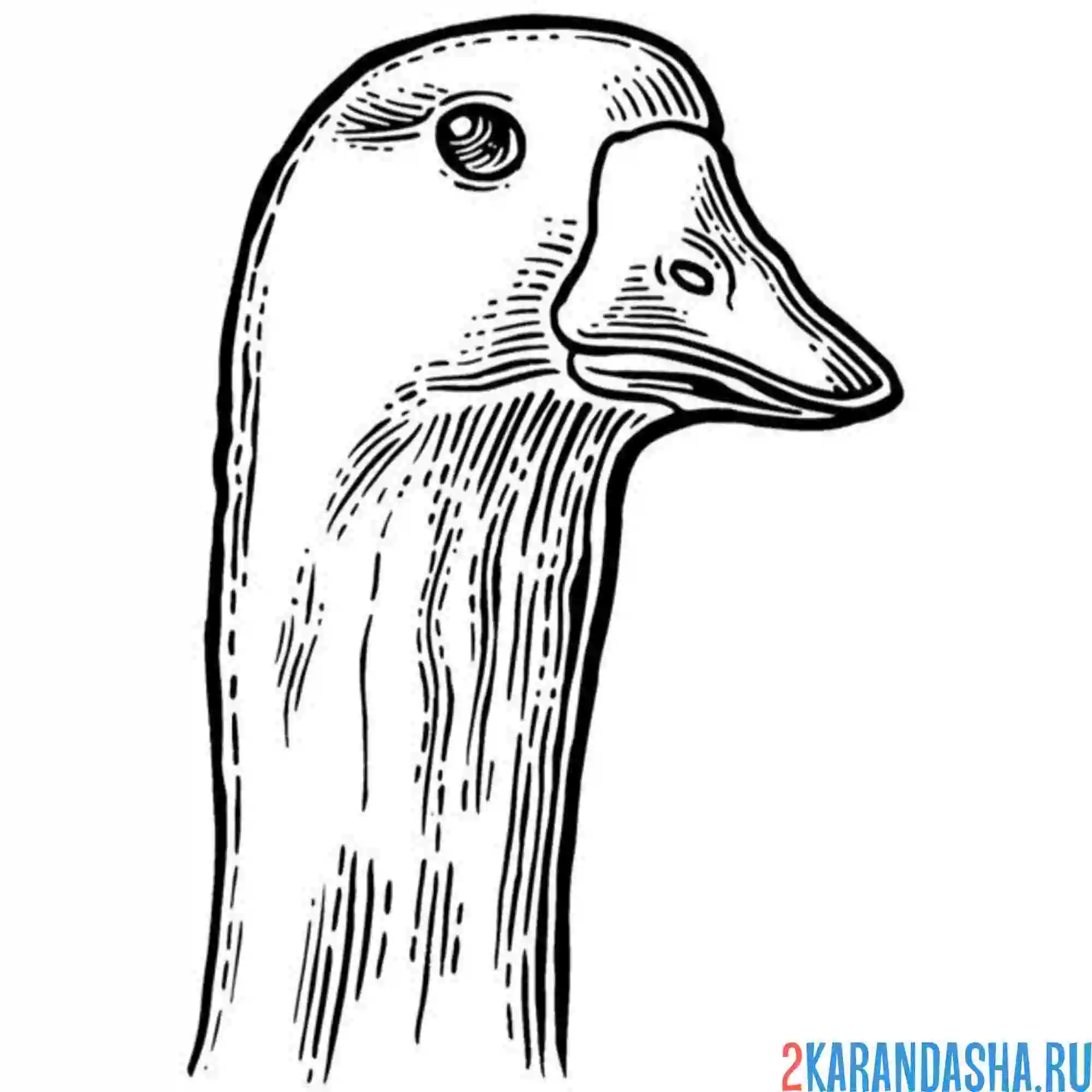 Раскраска голова гуся