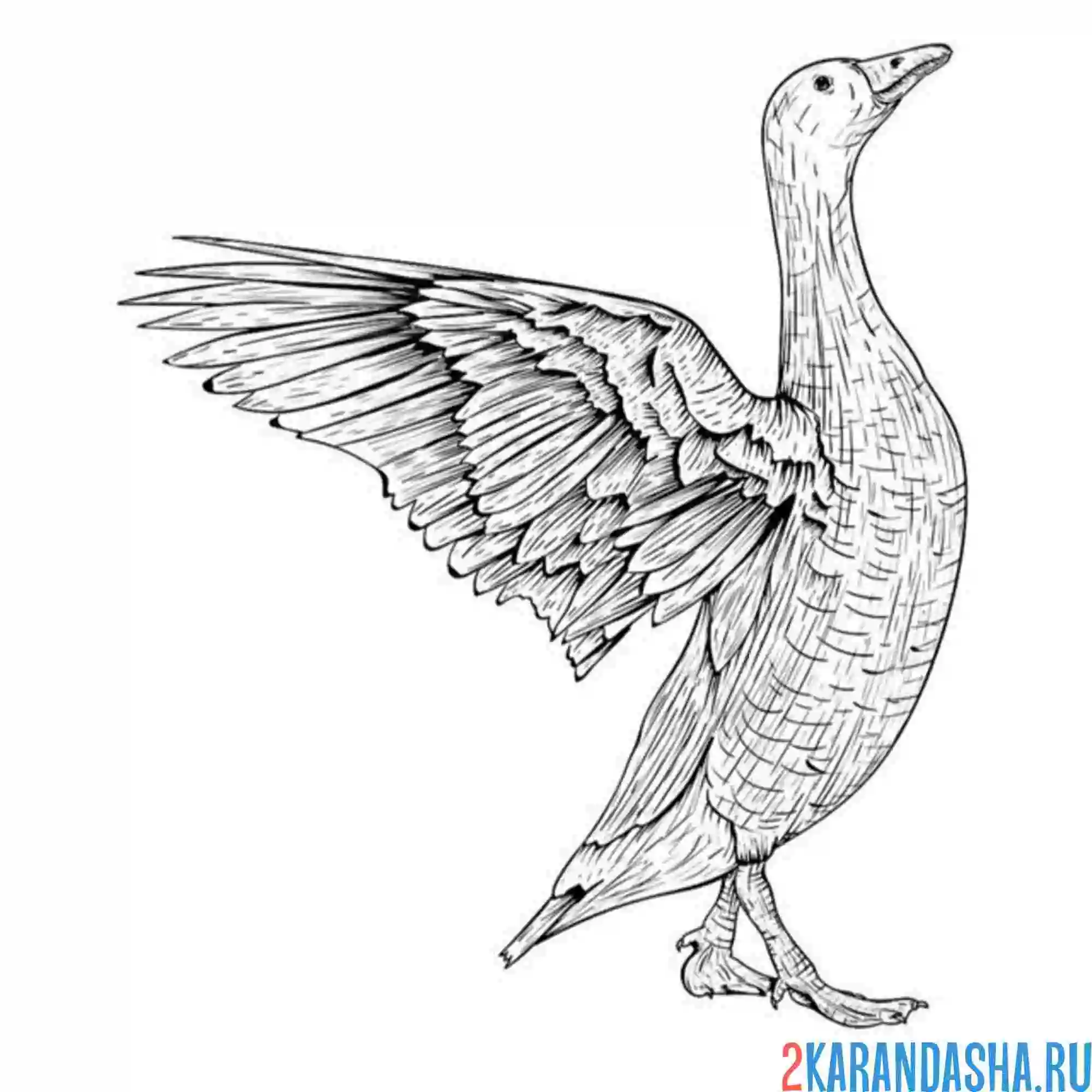 Раскраска гусь ругается