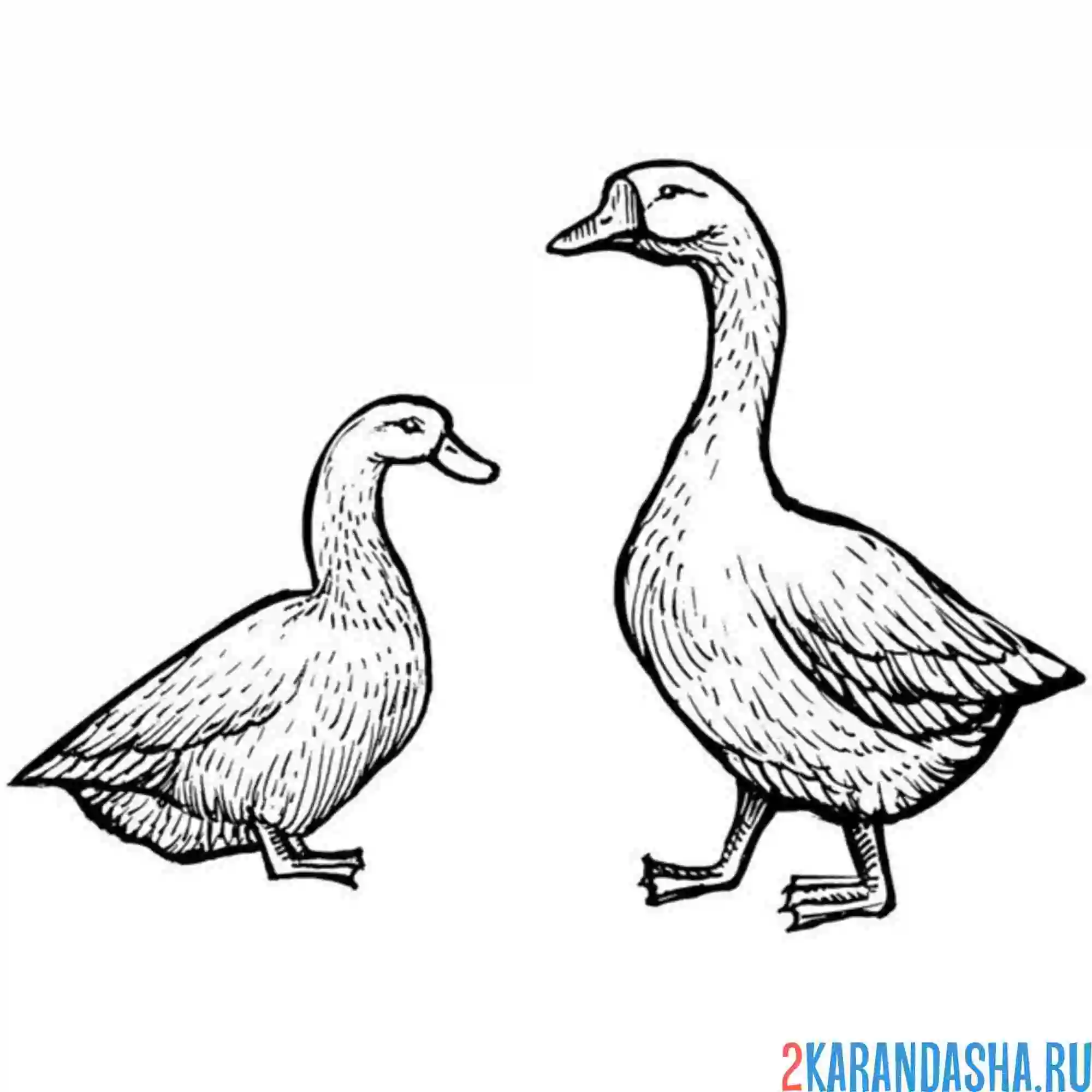 Раскраска гусь и гусыня