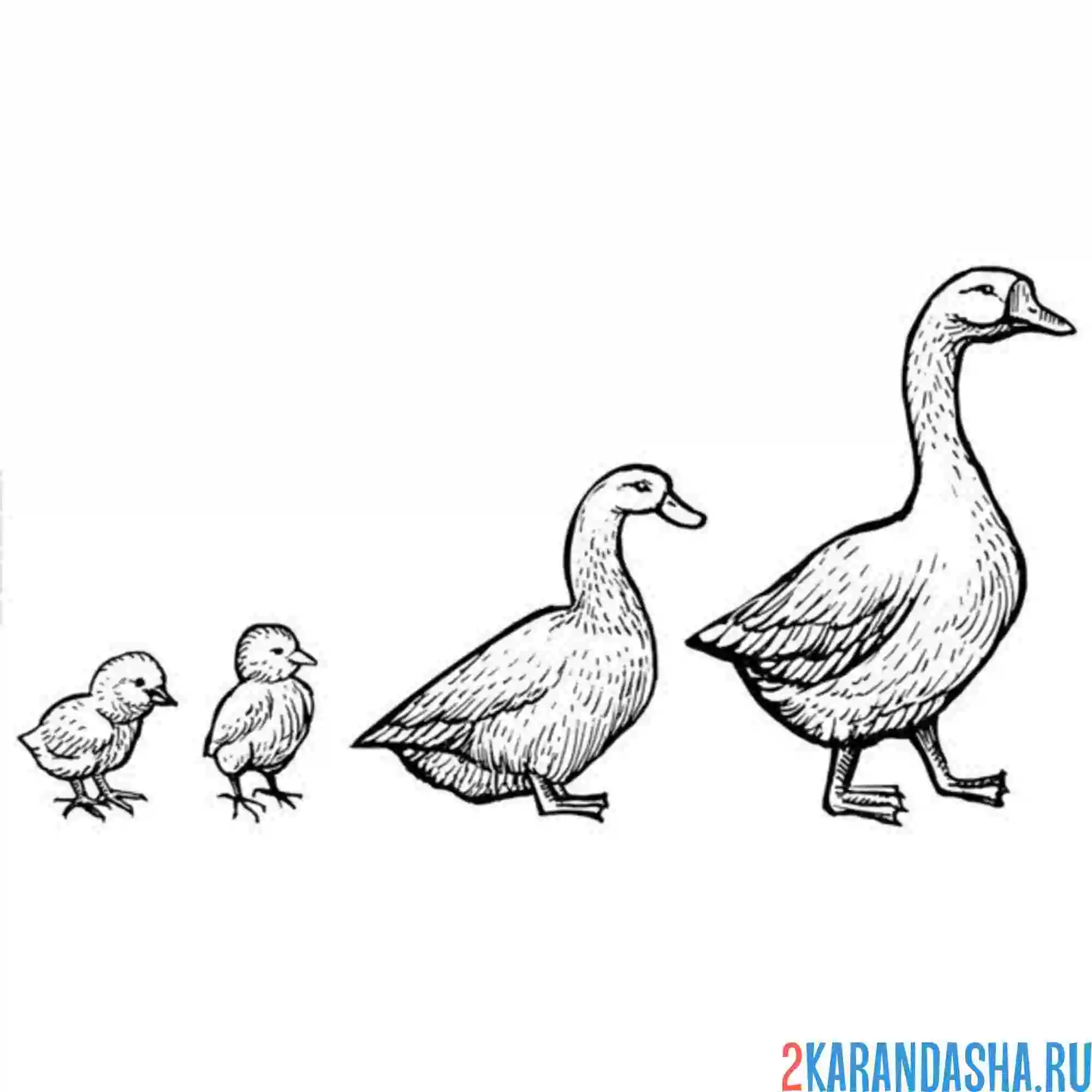 Раскраска гусиная семья