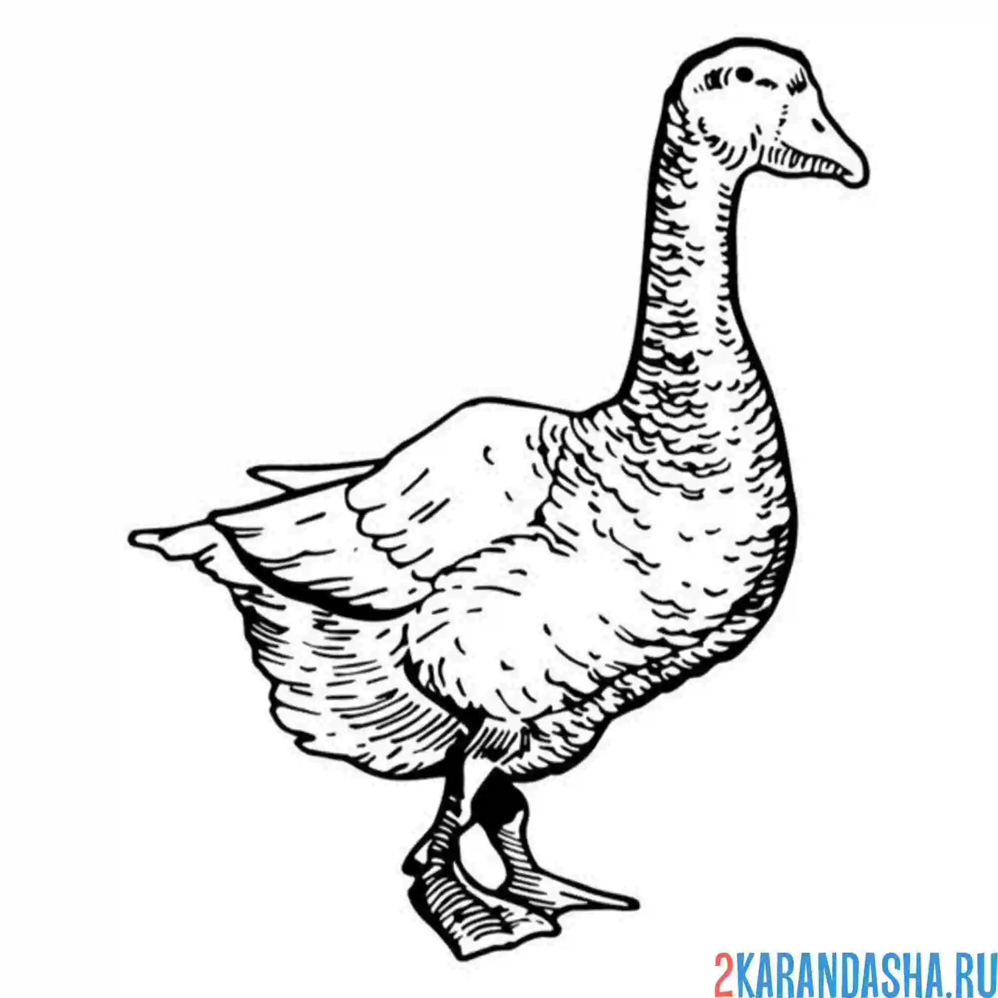 Раскраска гусь одинокий