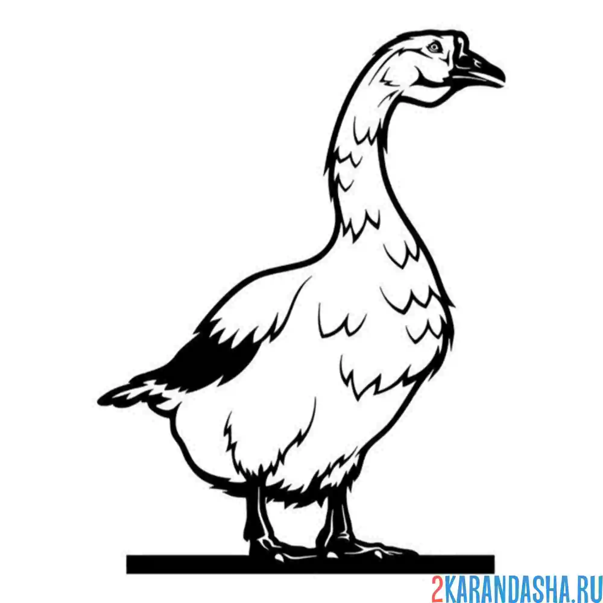 Раскраска гусь сильный