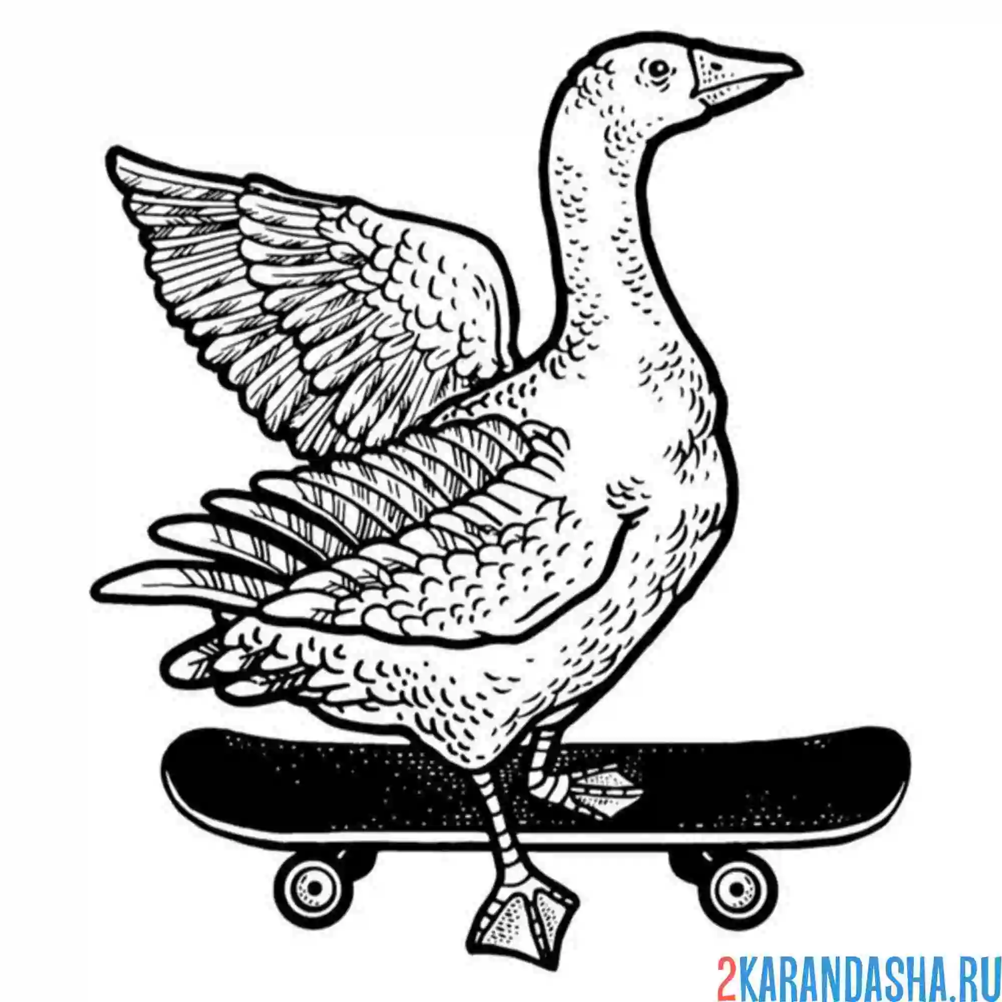Раскраска гусь на скейтборде