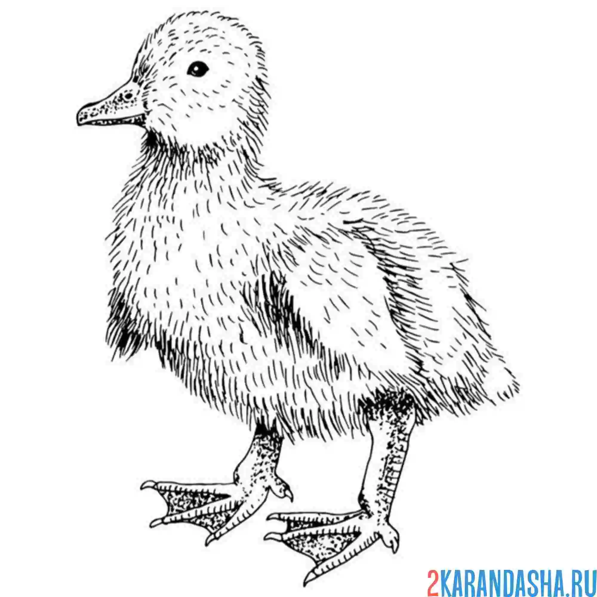 Раскраска гусенок птенец гуся