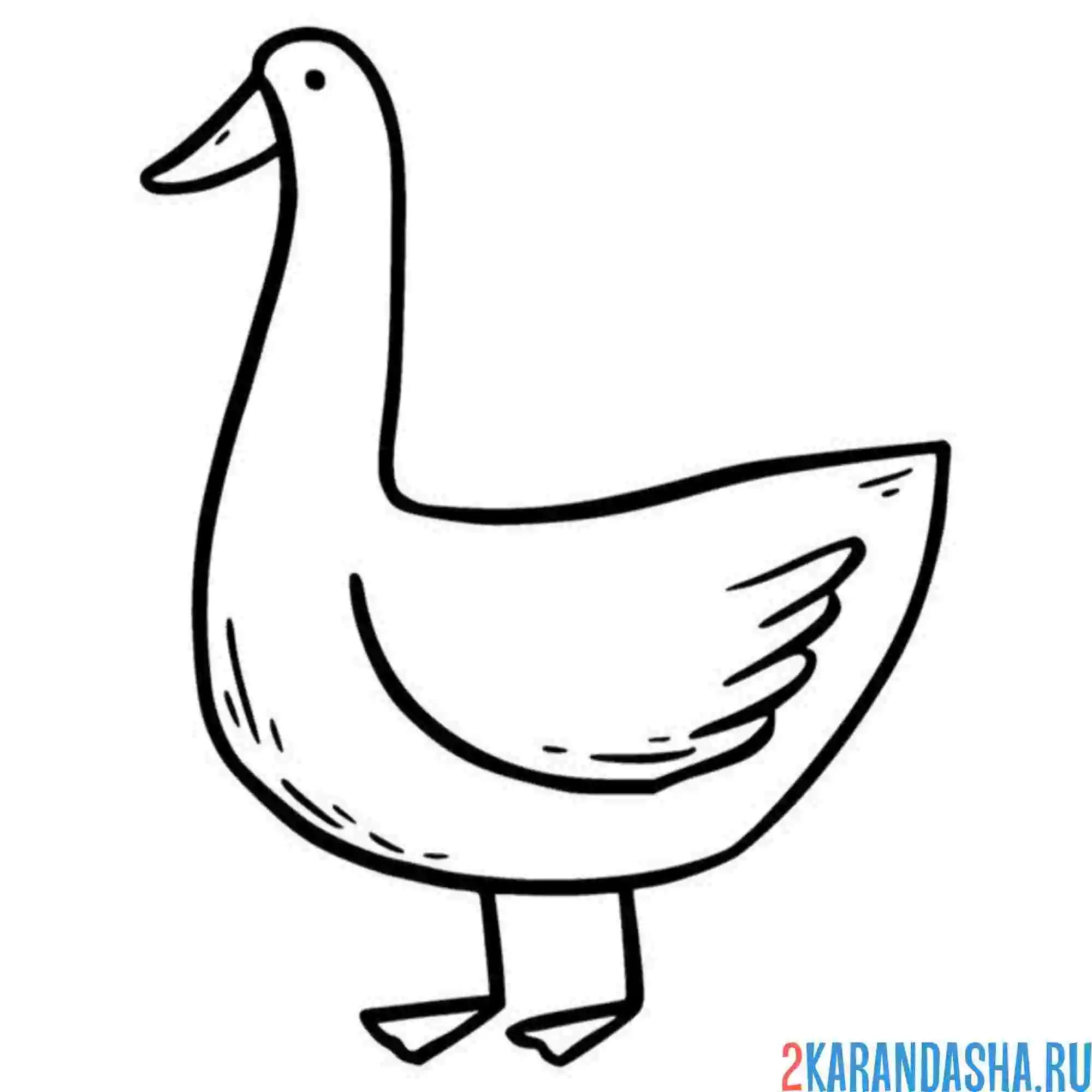 Раскраска гусь простой