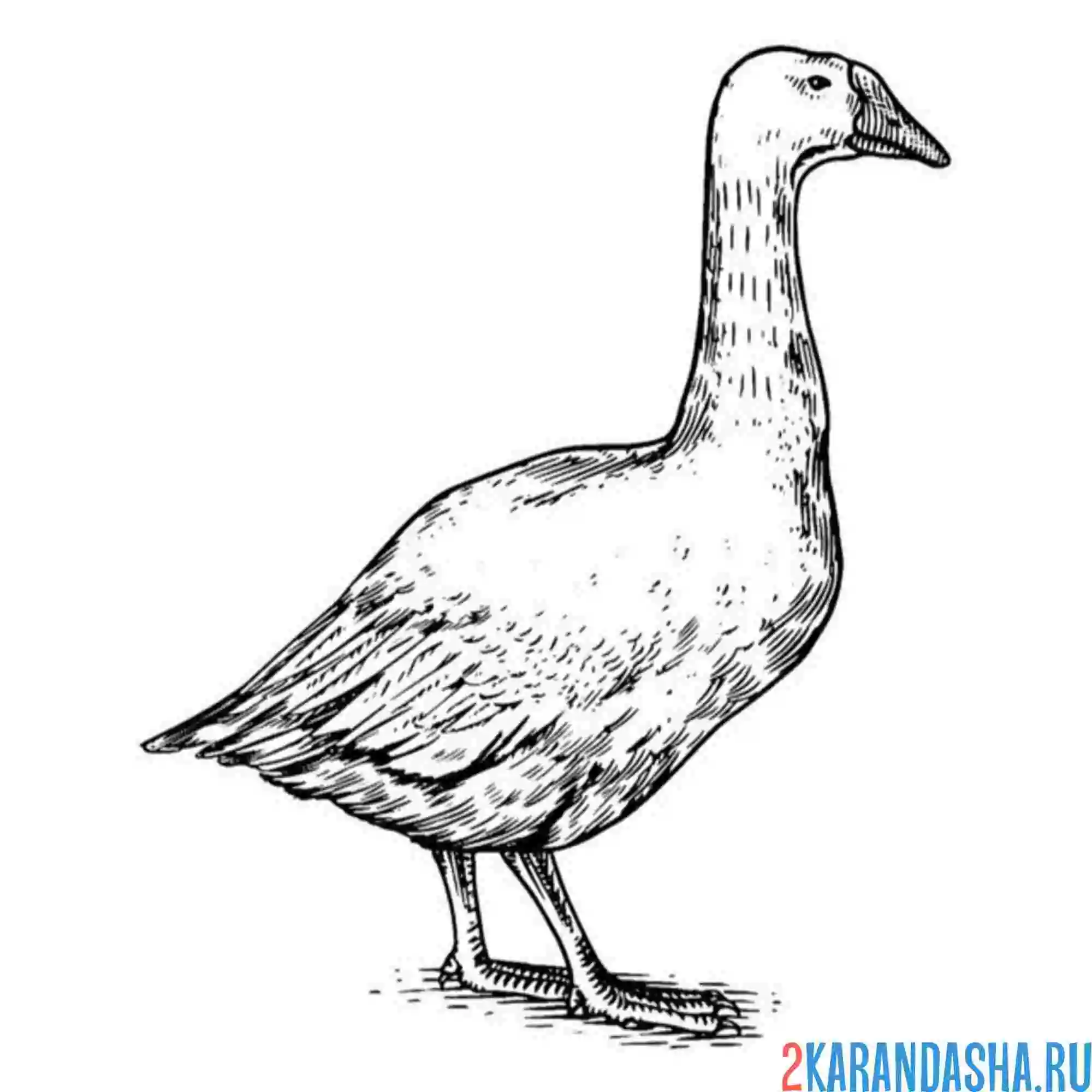 Раскраска гусь опасный