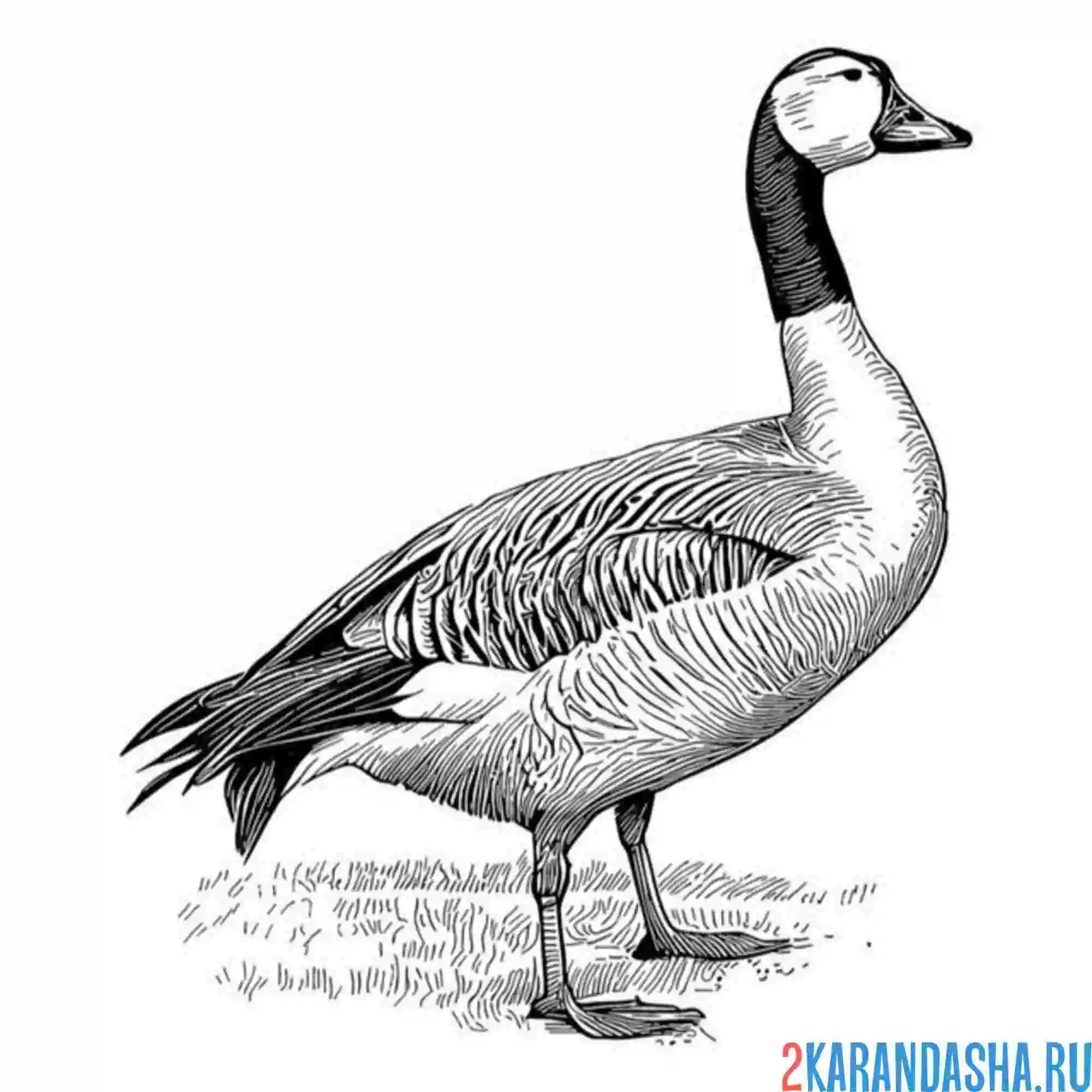Раскраска гусь на улице