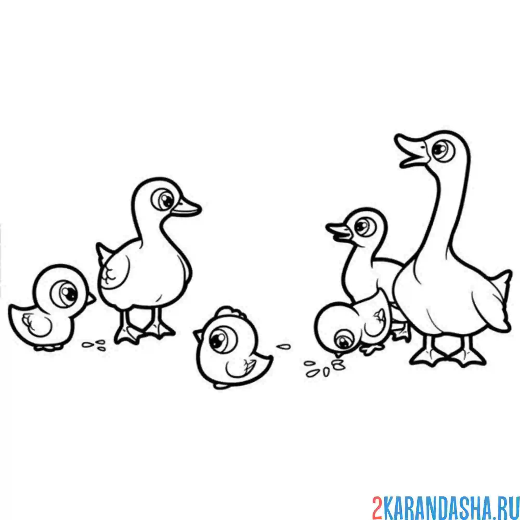 Раскраска две гусиных семьи