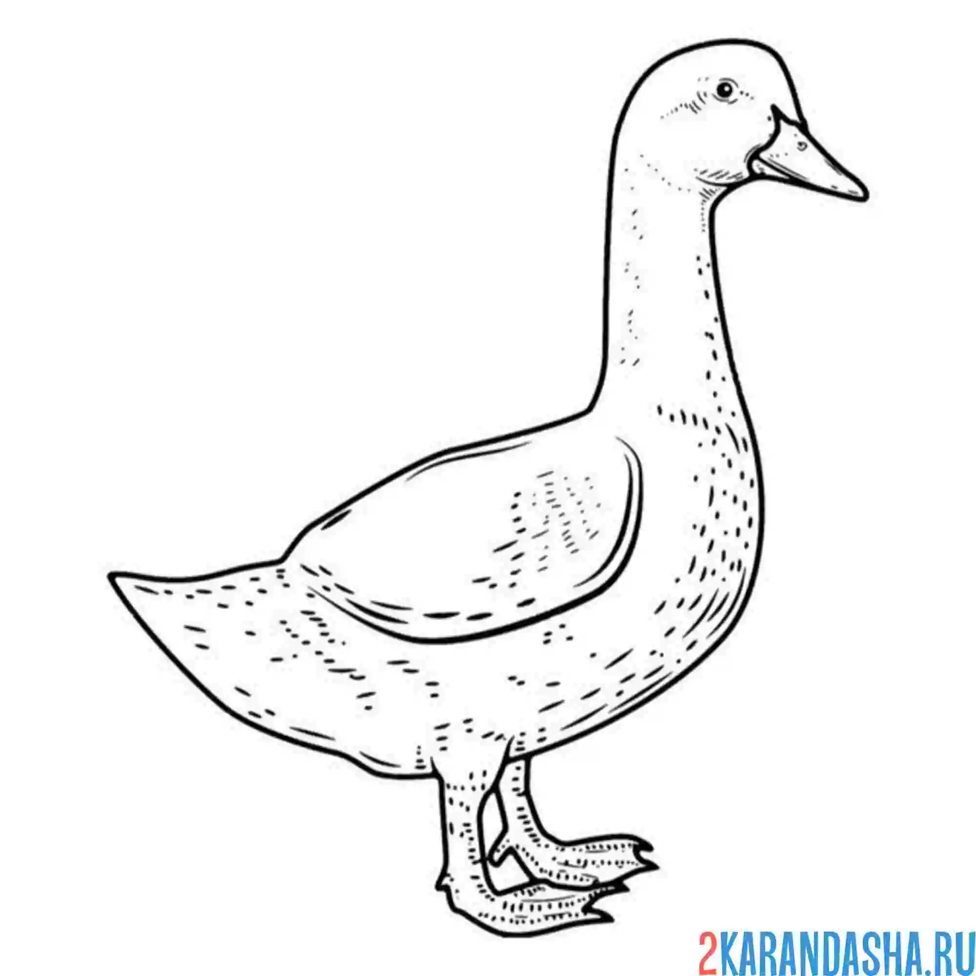 Раскраска гусь белый