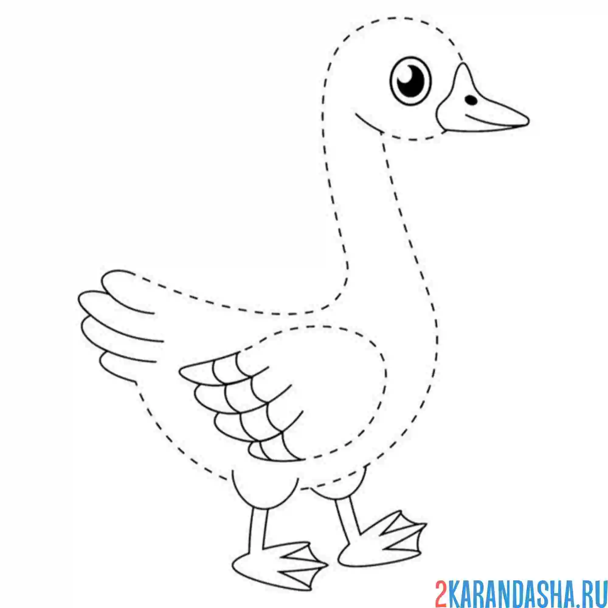 Раскраска обведи гуся по линии