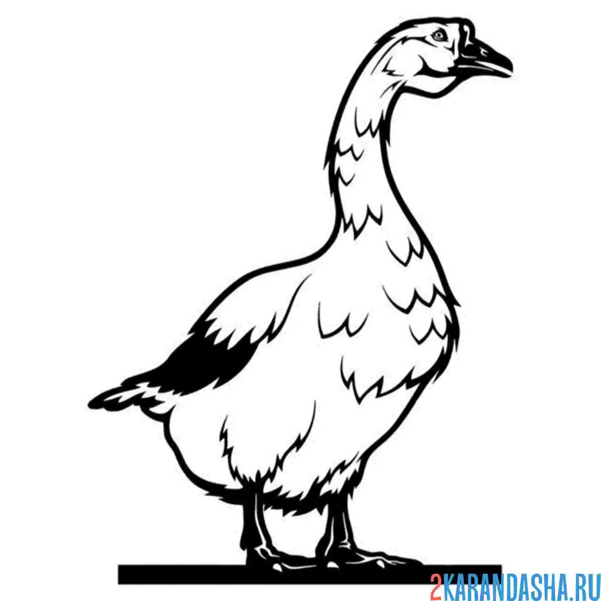 Раскраска гусь взрослый мужчина