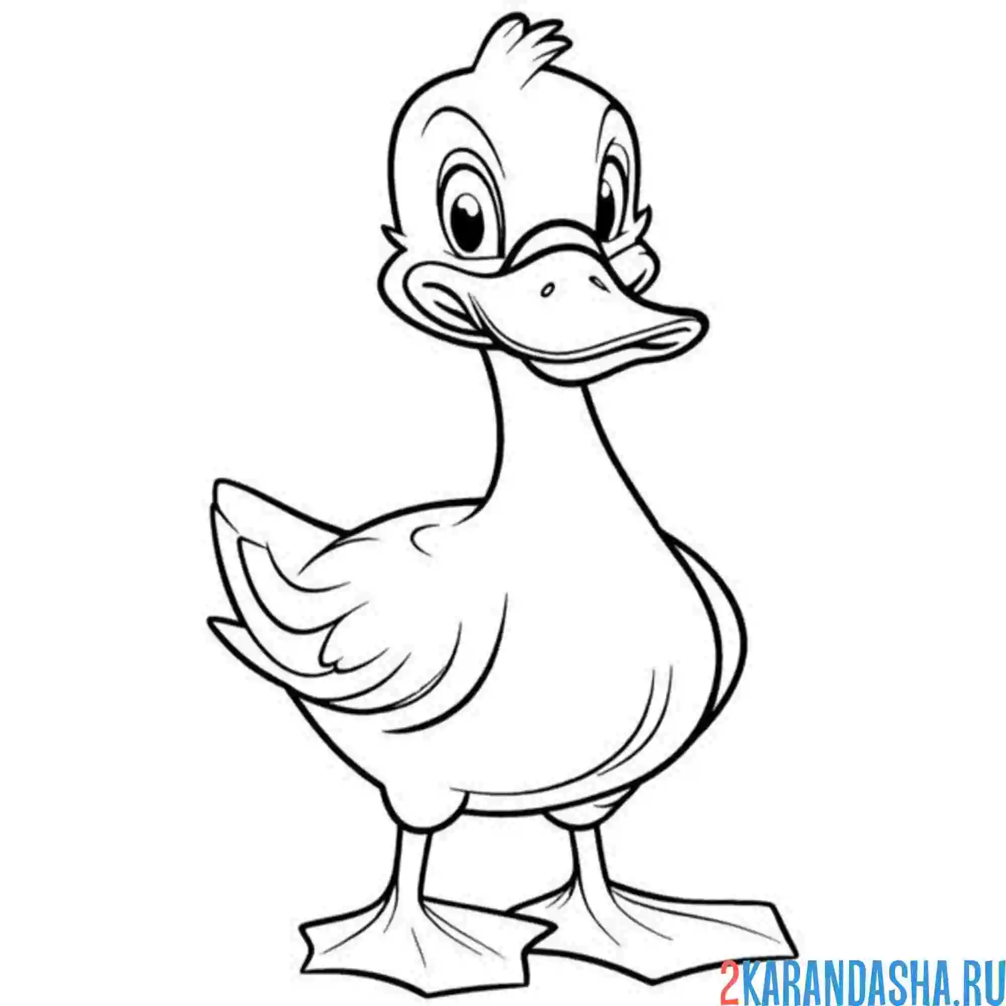 Раскраска утенок утка мультяшный