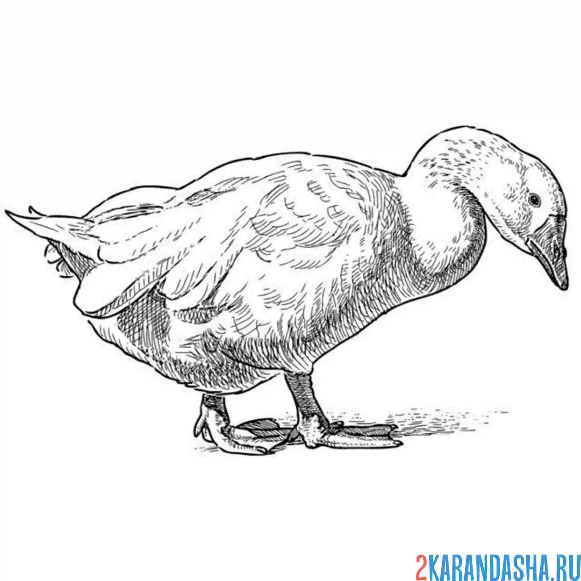 Раскраска гусь нашел еду