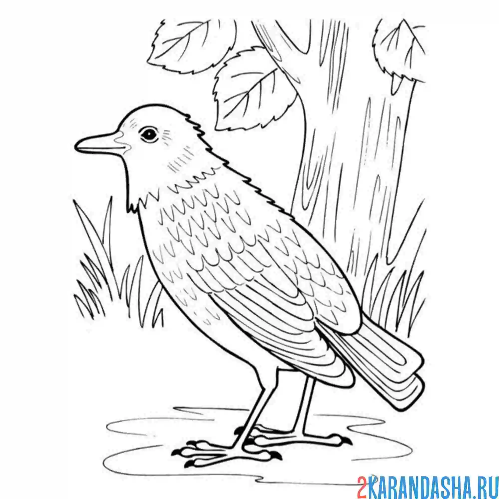 Раскраска скворец у дерева