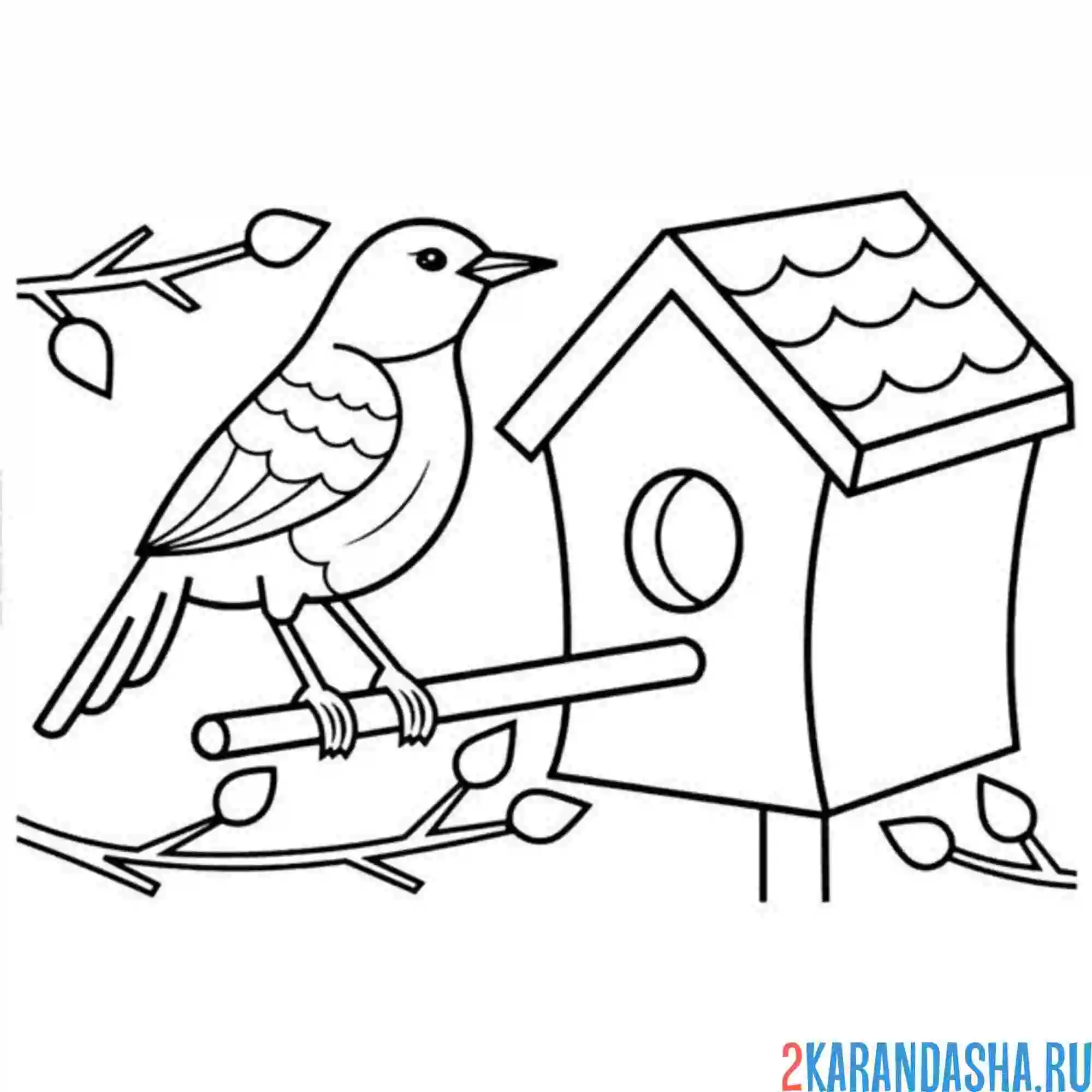 Раскраска скворец у скворечника