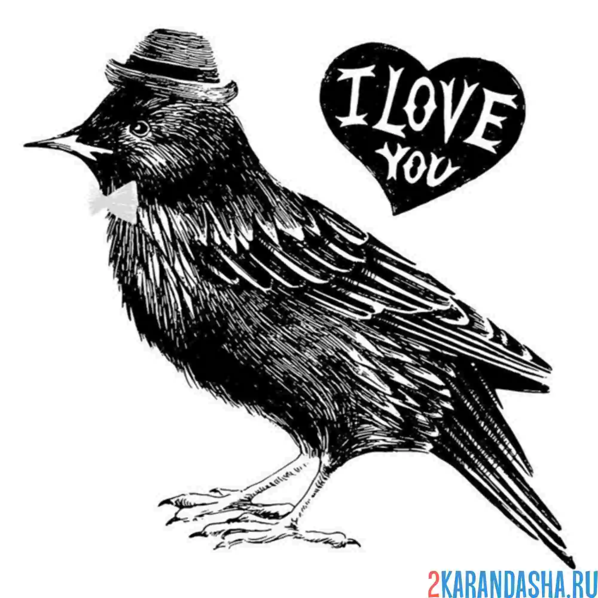 Раскраска скворец в шляпе