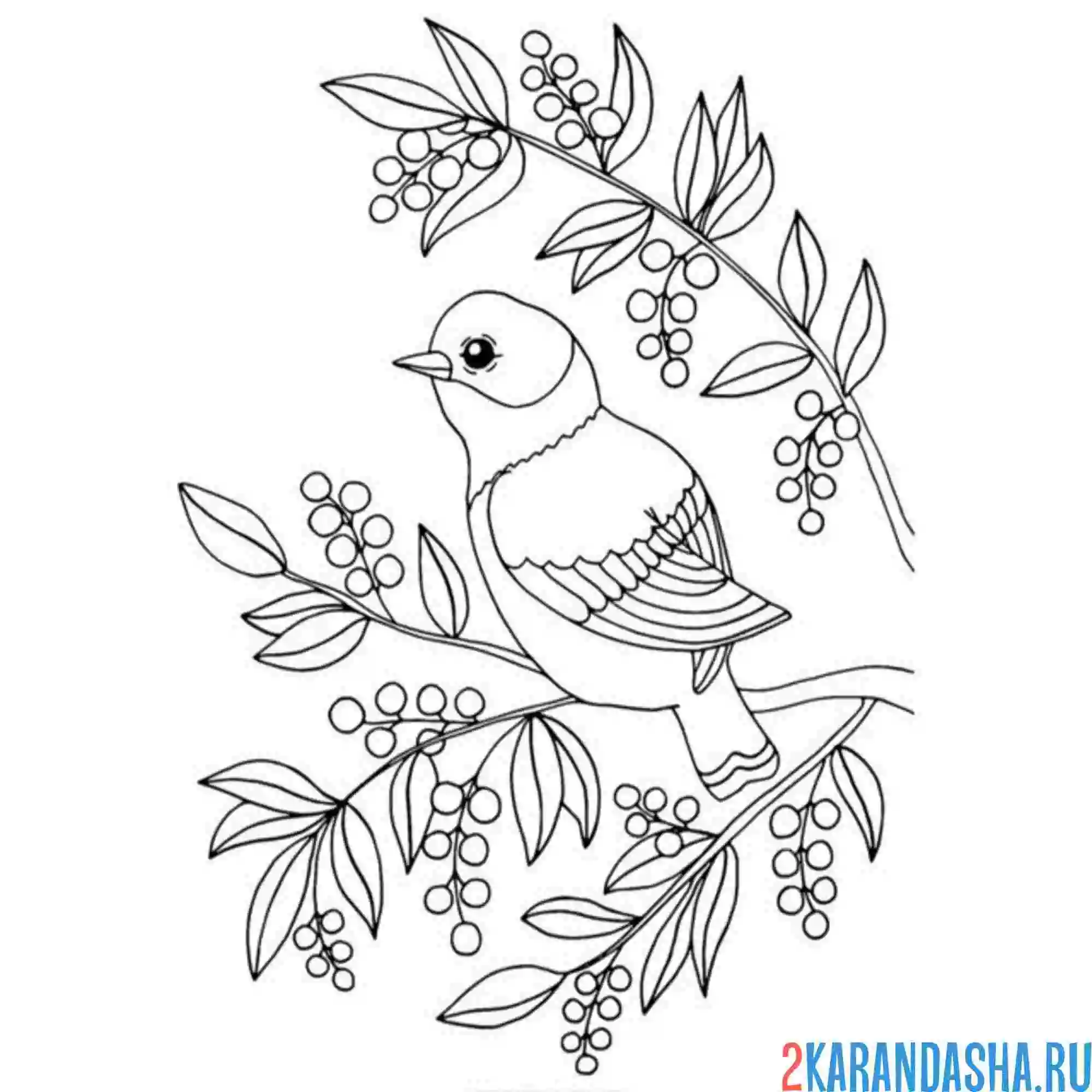 Раскраска скворец на ветке