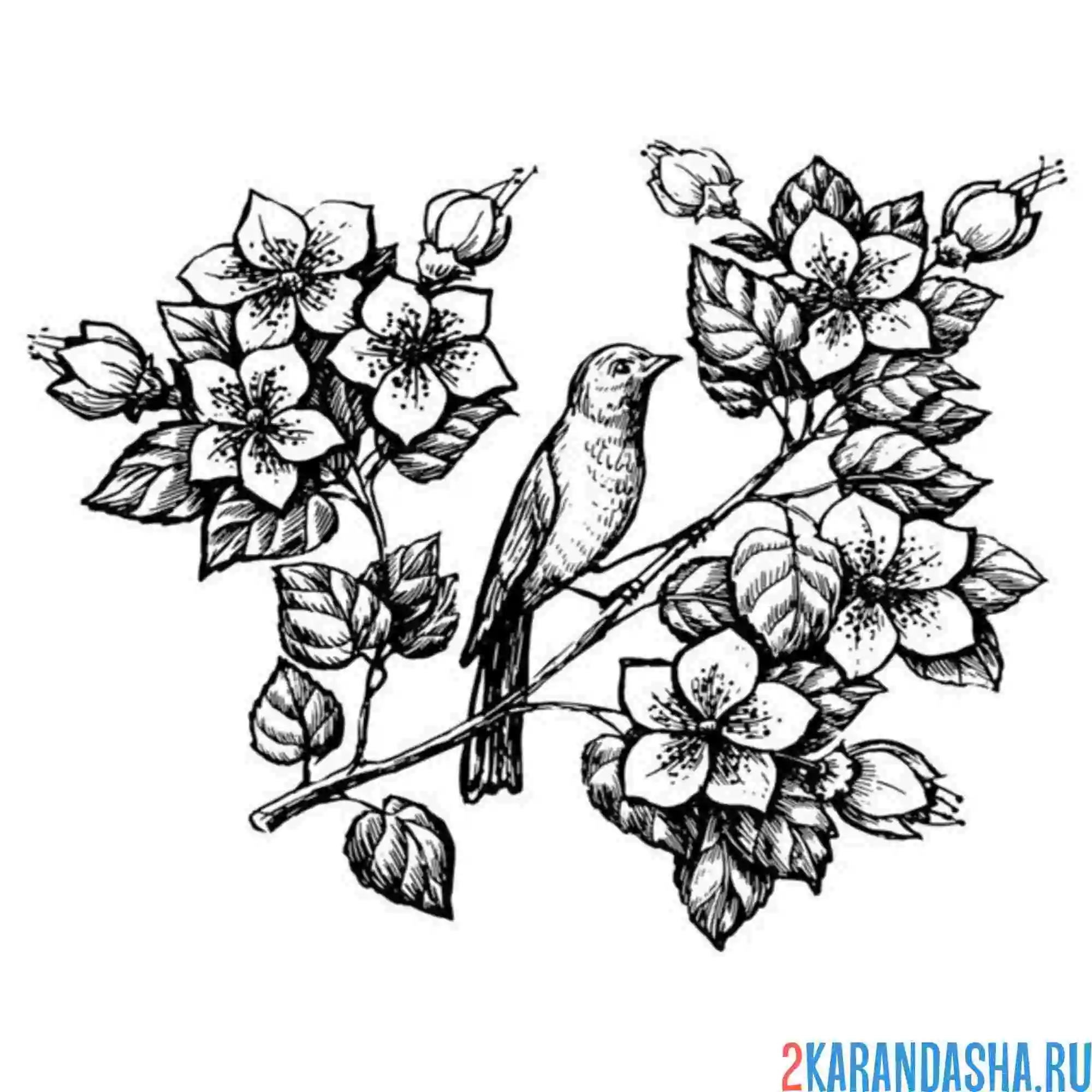 Раскраска скворец в цветах тату