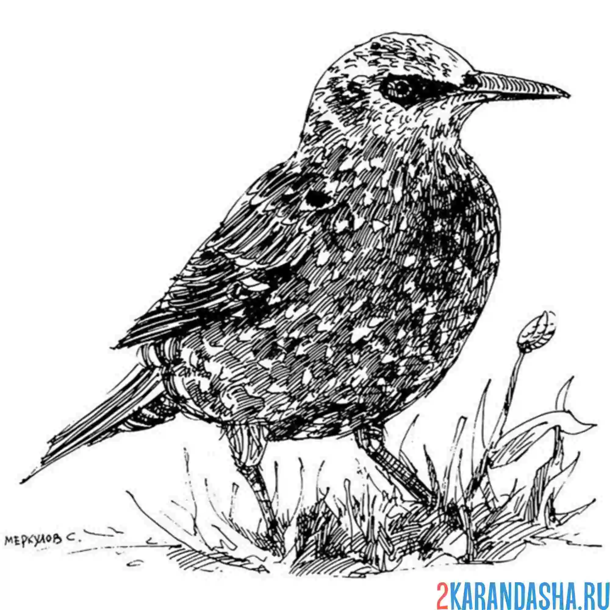 Раскраска скворец на земле