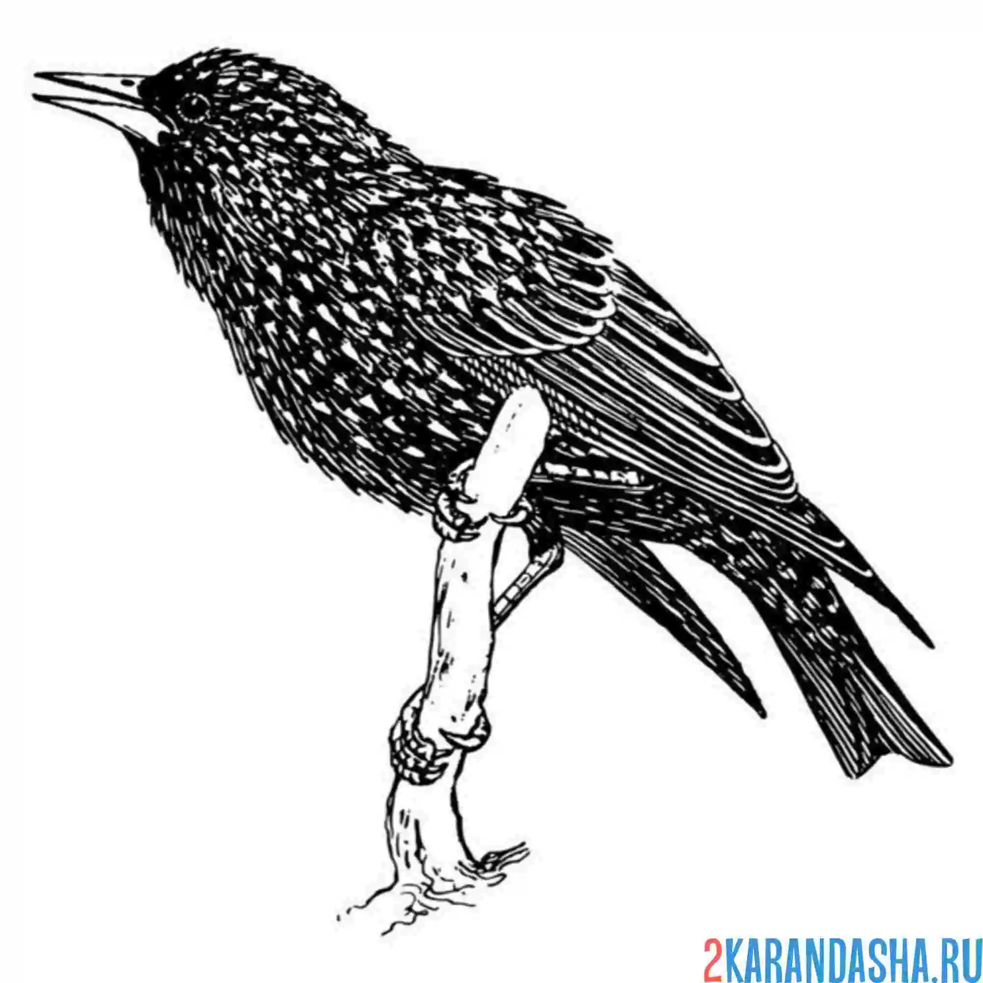 Раскраска скворец поет