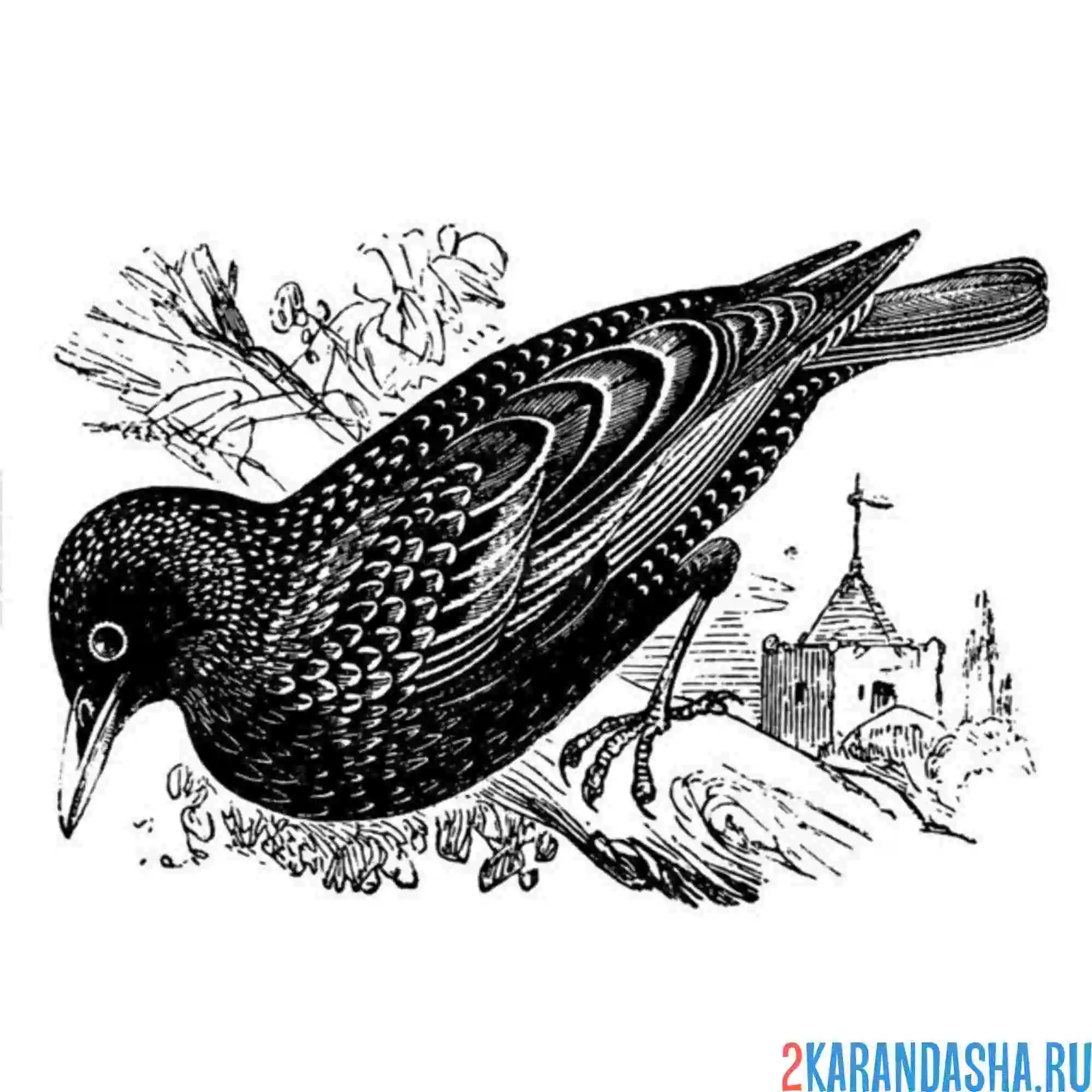 Раскраска скворец в россии