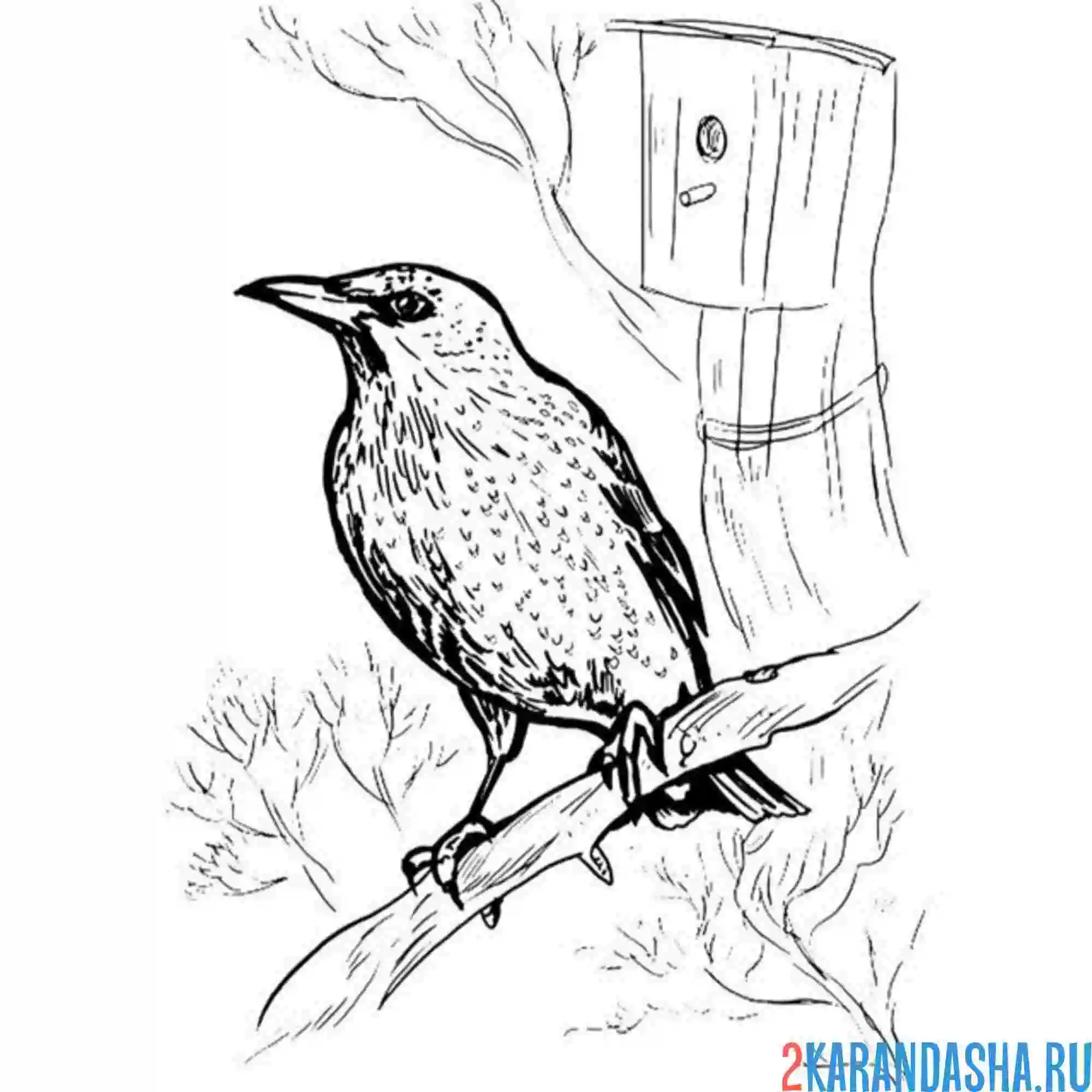 Раскраска скворец в лесу