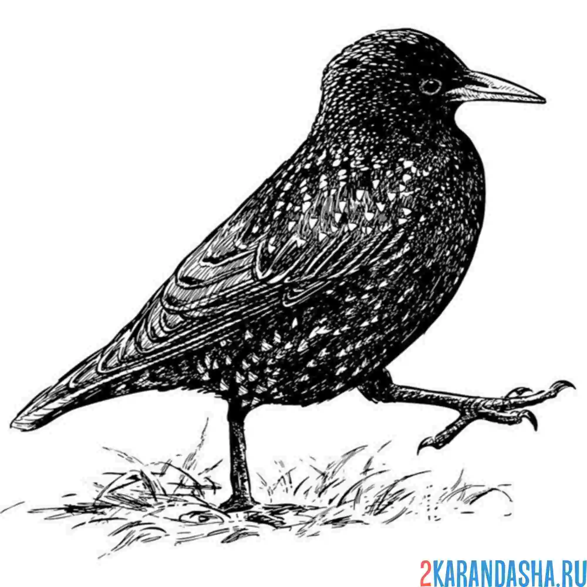 Раскраска скворец гуляет