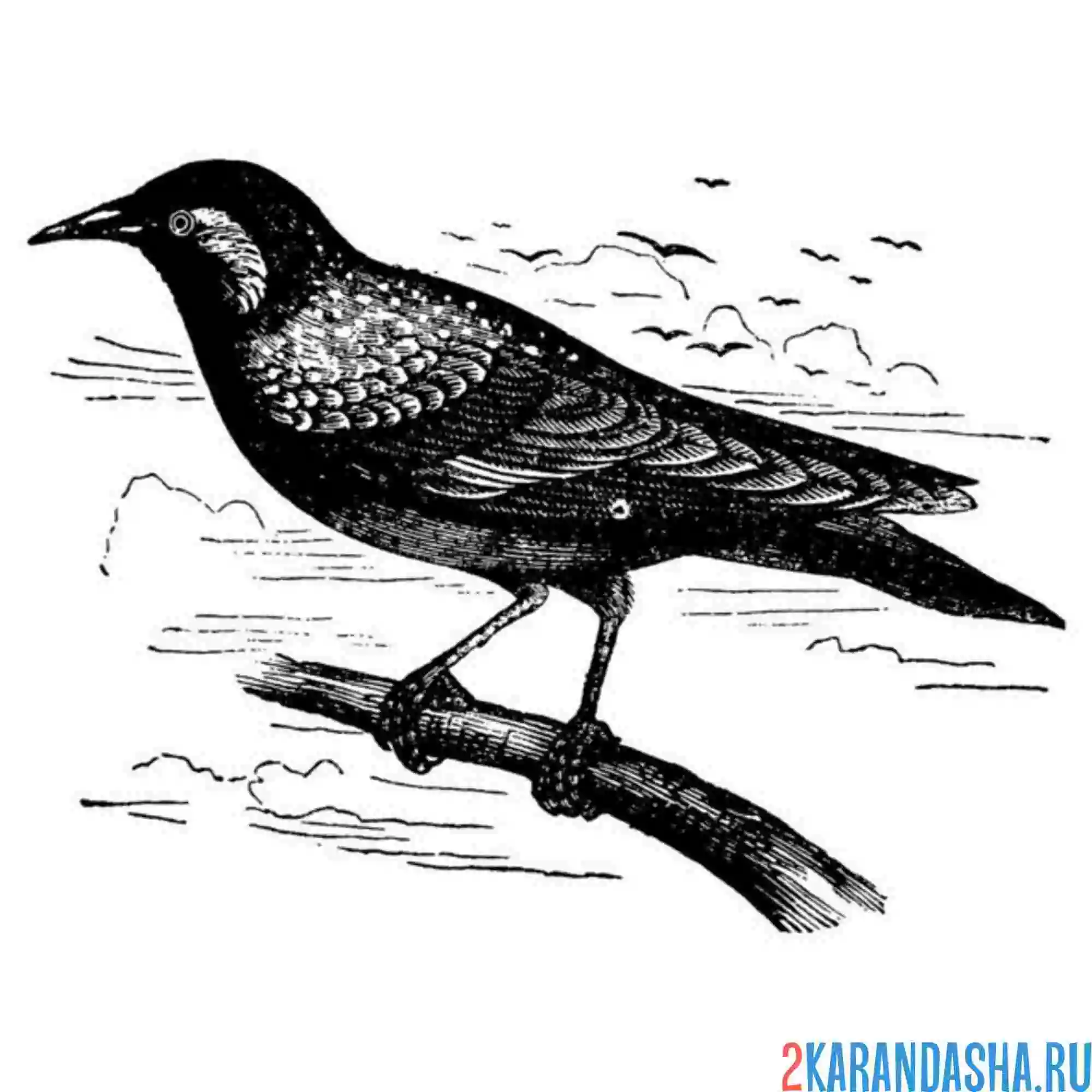 Раскраска скворец в поле