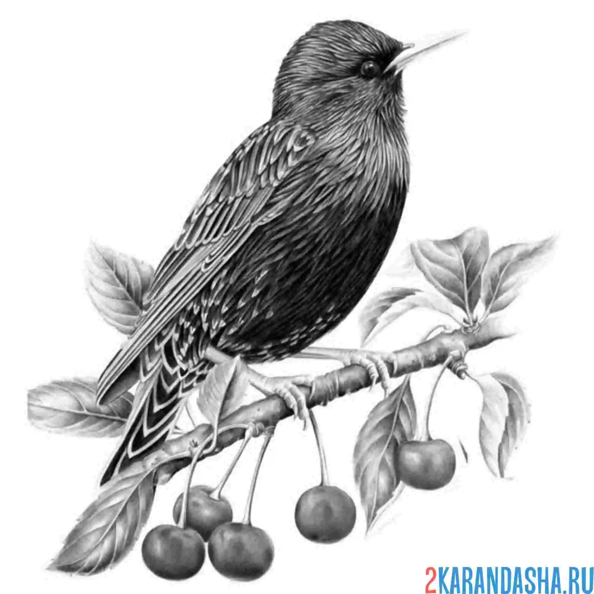 Раскраска скворец на веточке