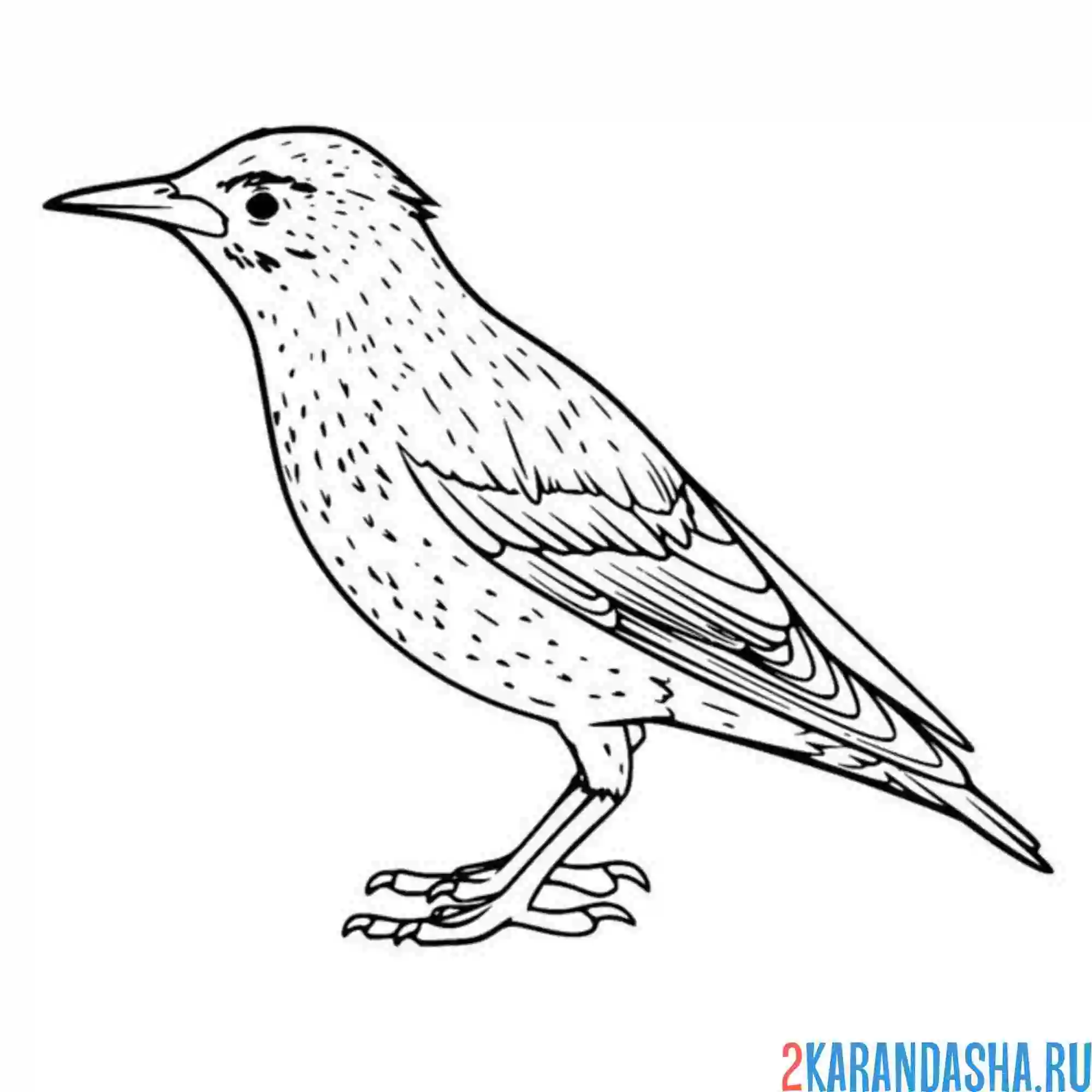 Раскраска скворец фото