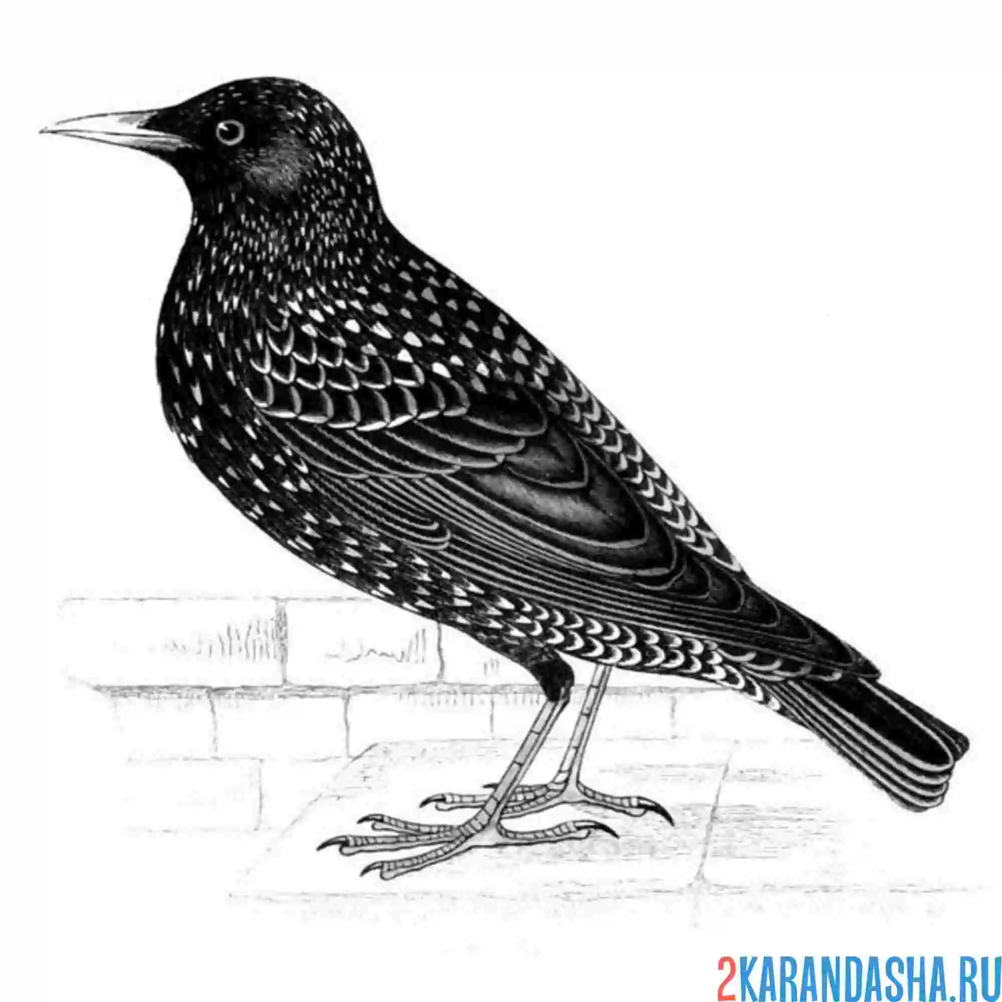 Раскраска скворец деловой