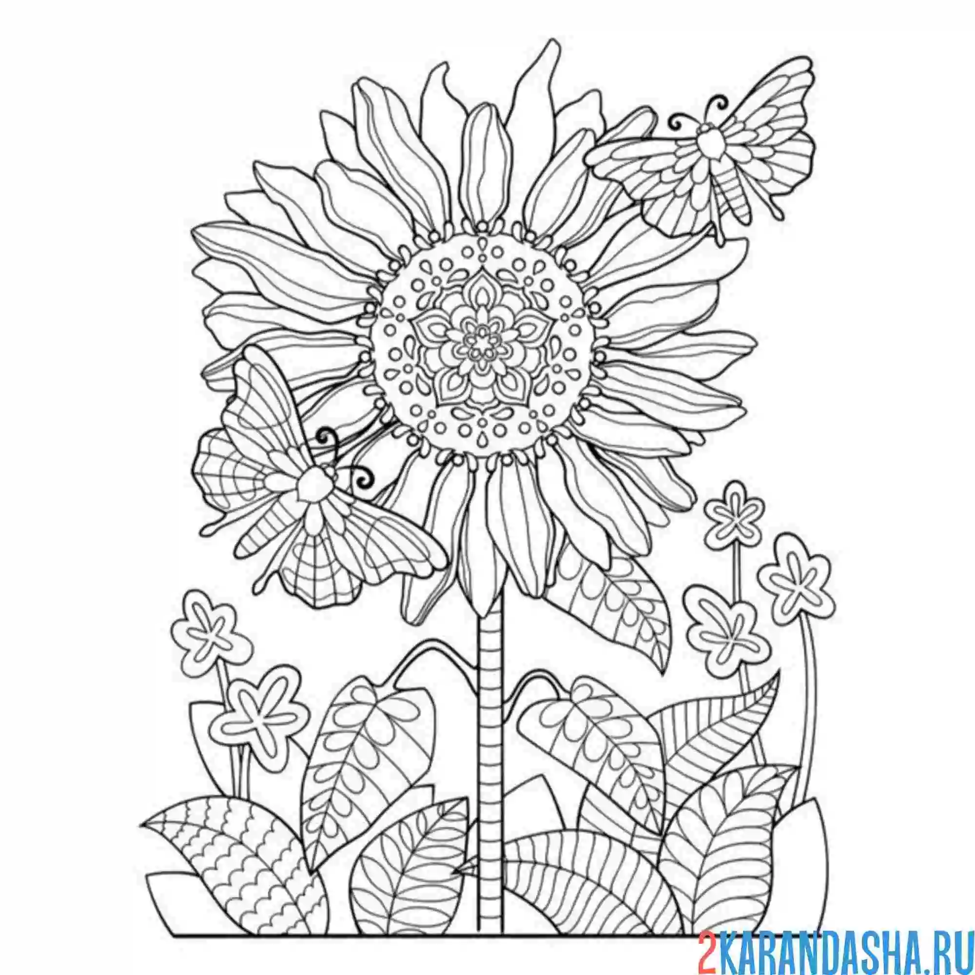 Раскраска бабочки на подсолнухе