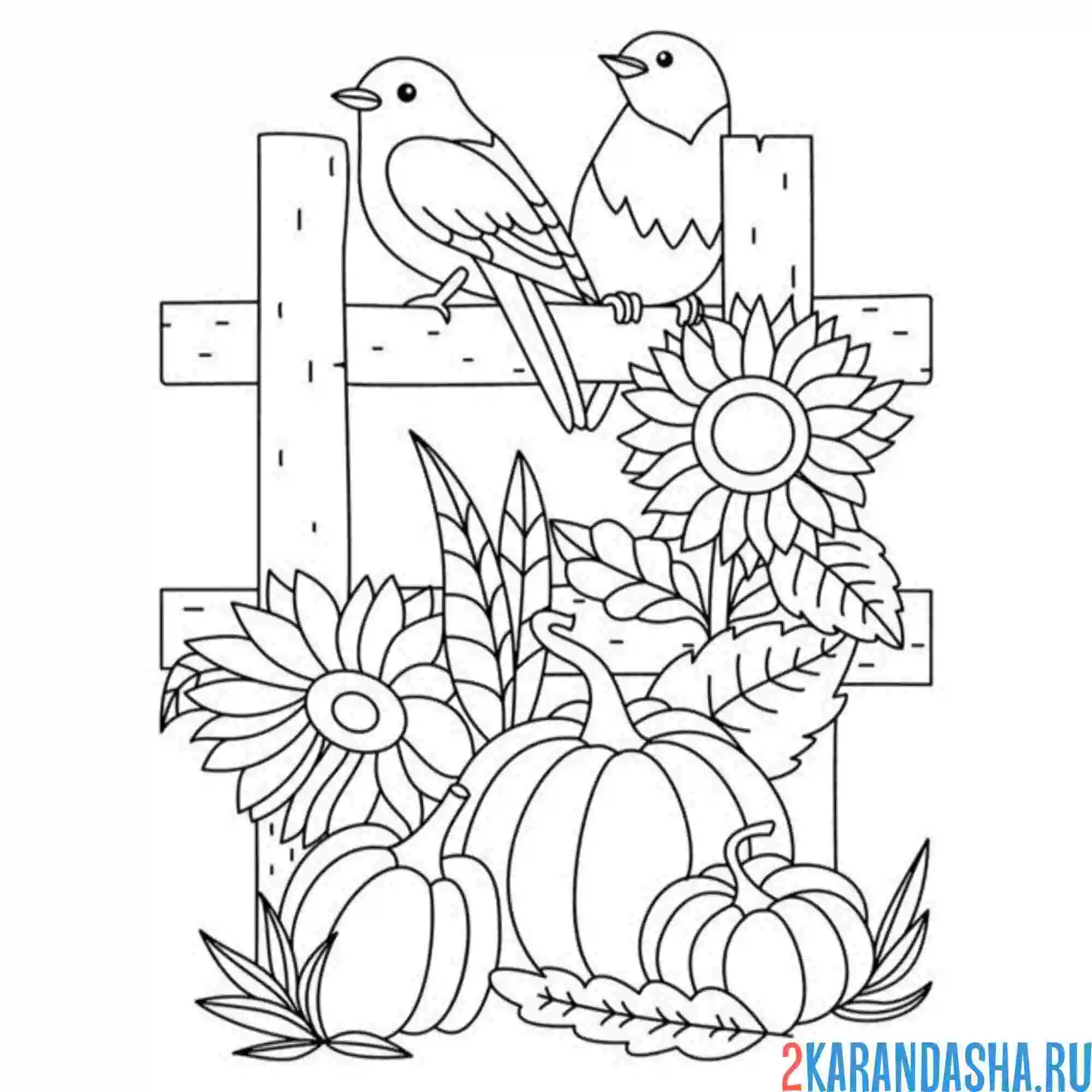 Раскраска птички, подсолнухи и тыква