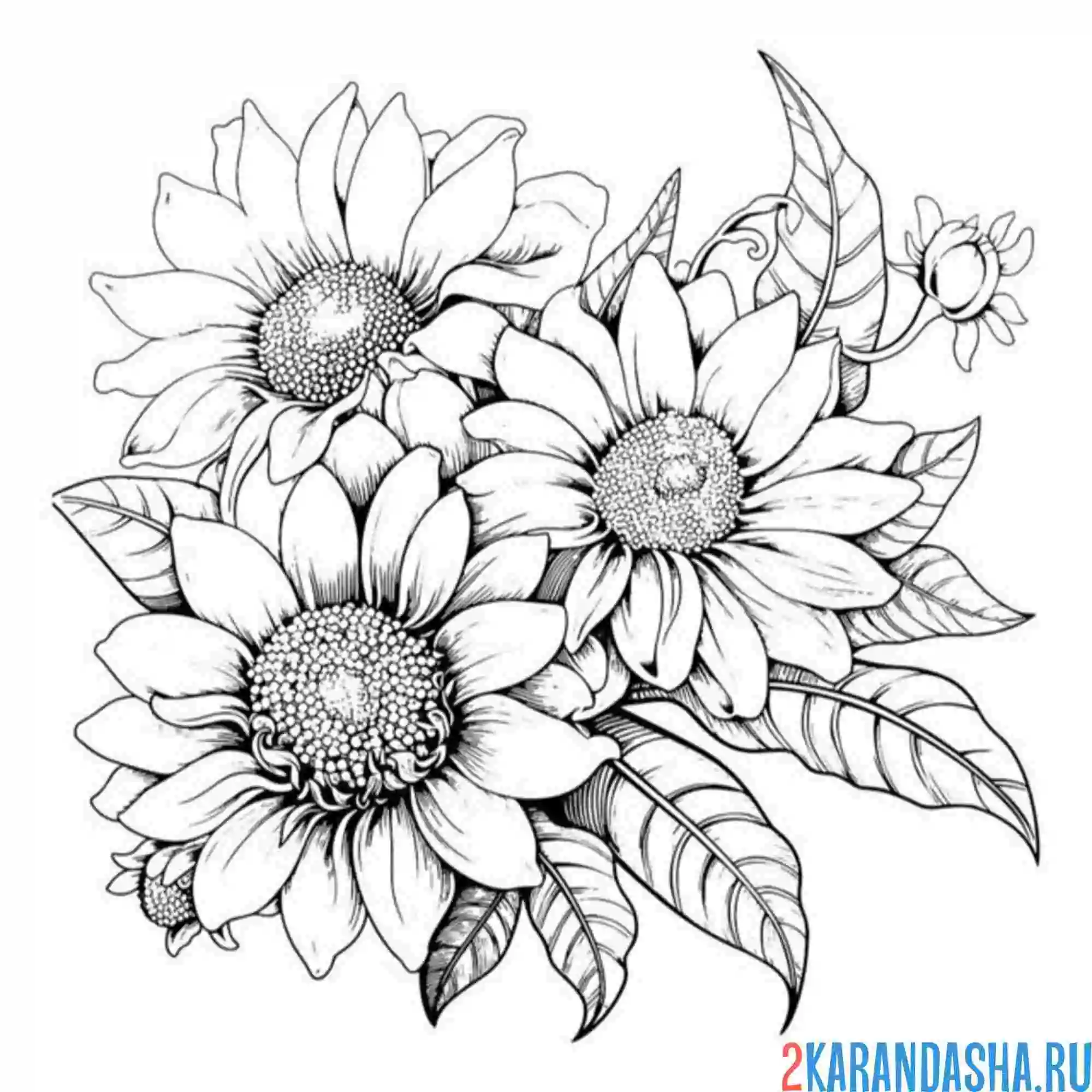Раскраска красивые подсолнухи